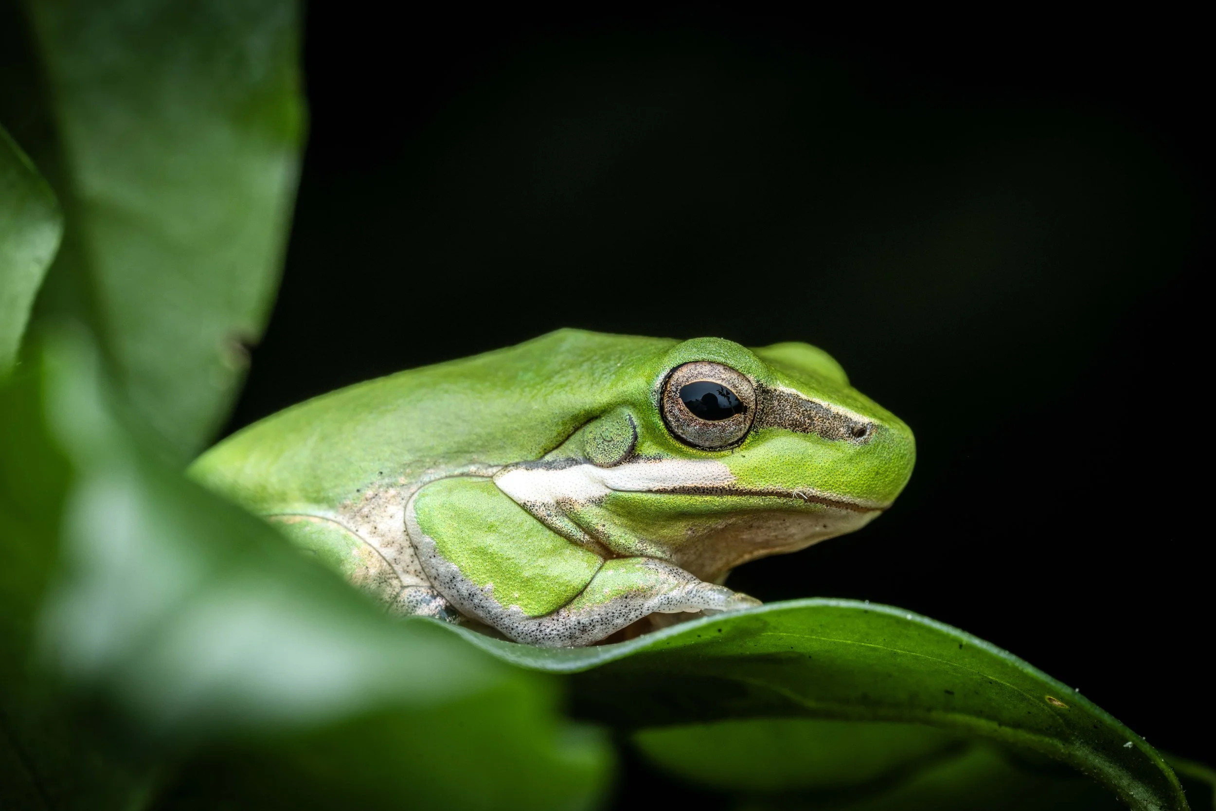 Eastern Dwarf Tree Frog (Litoria fallax)
