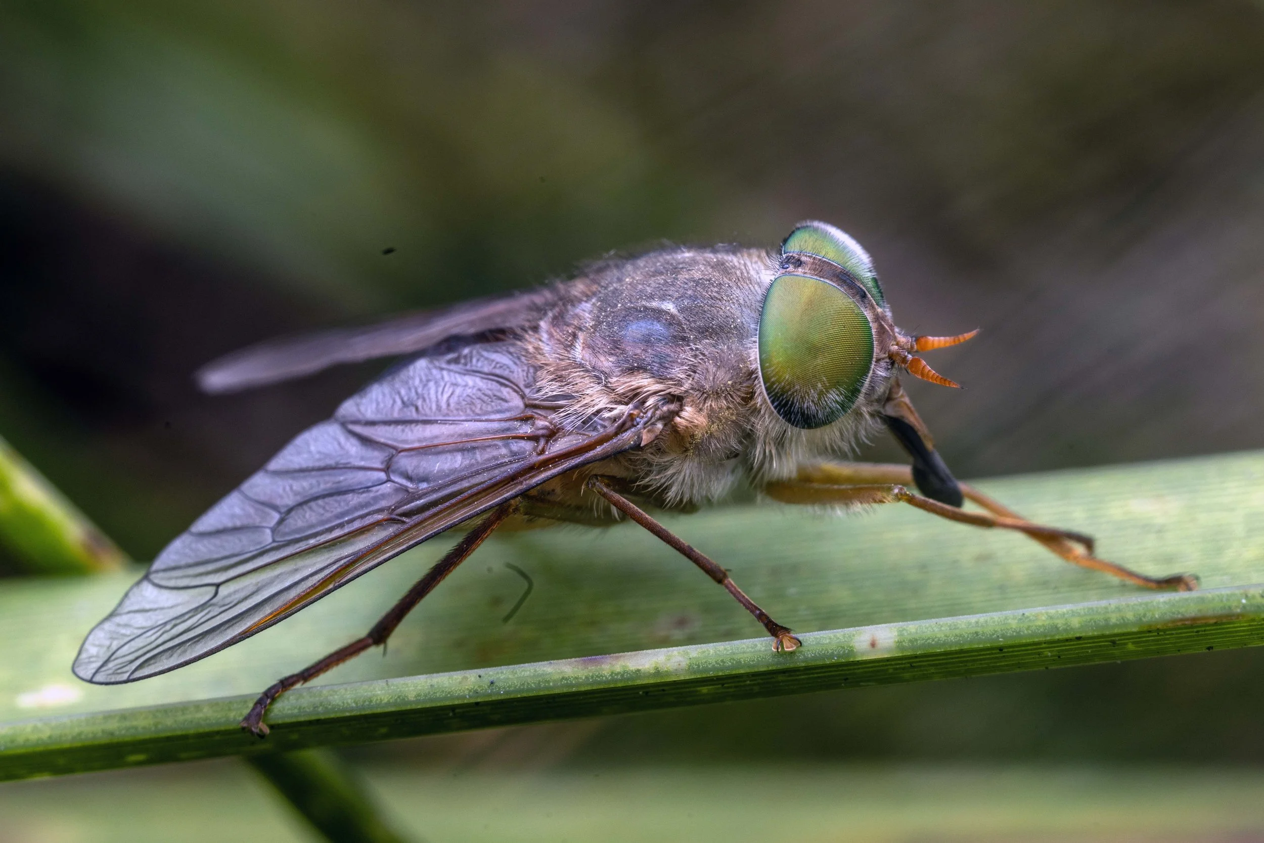 Australian common March fly (Tabanus australicus)