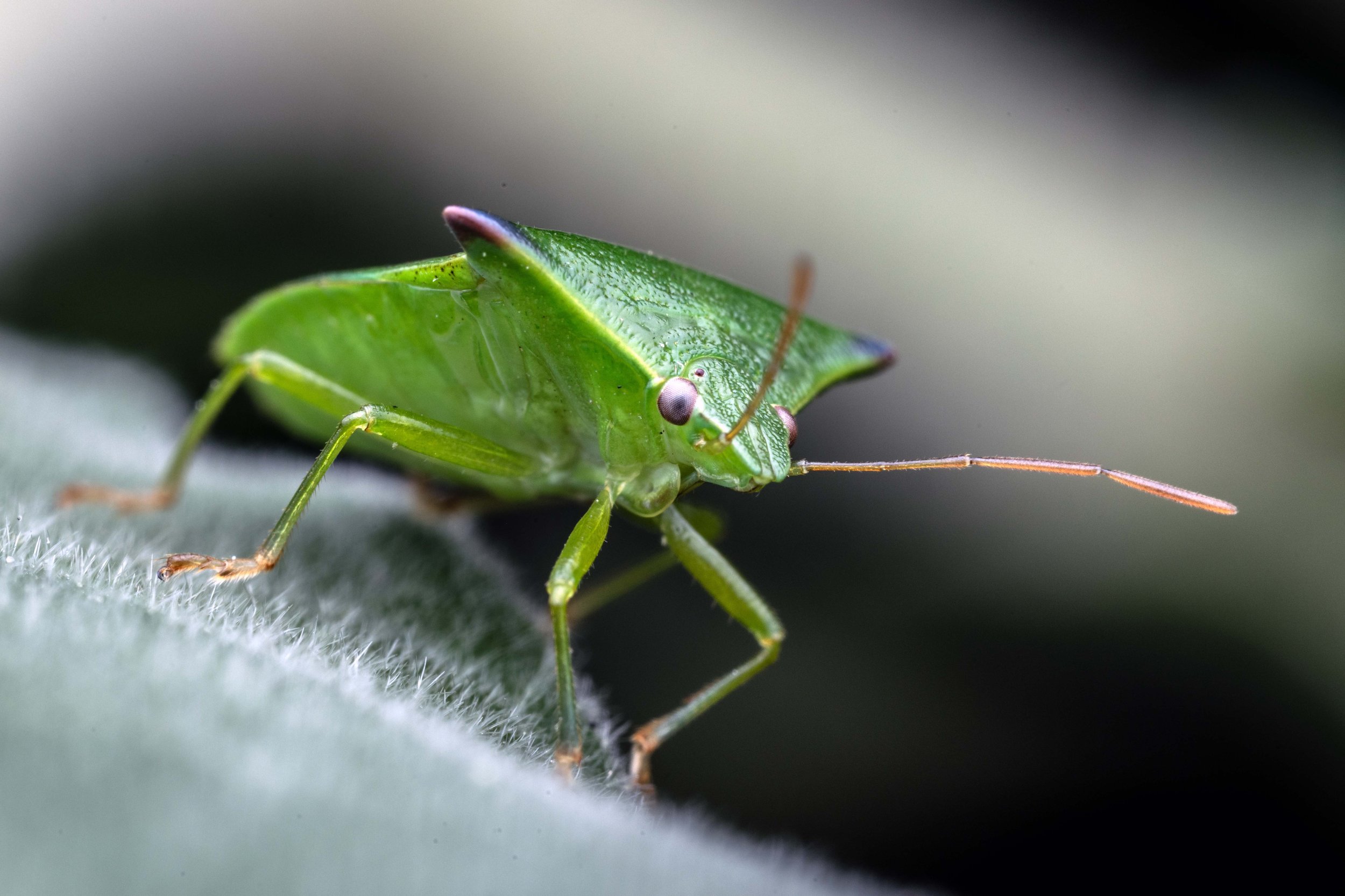 Green Potato Bug (Cuspicona simplex)