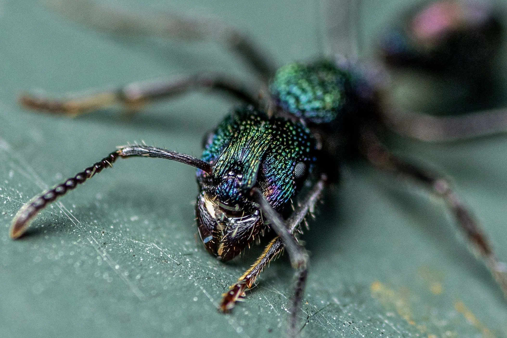 Green-head Ant (Rhytidoponera metallica)