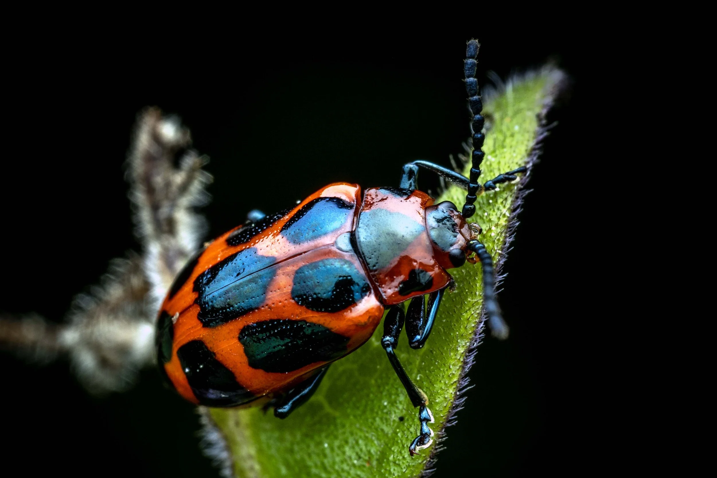 Cotton Harlequin Bug (Tectocoris diophthalmus)