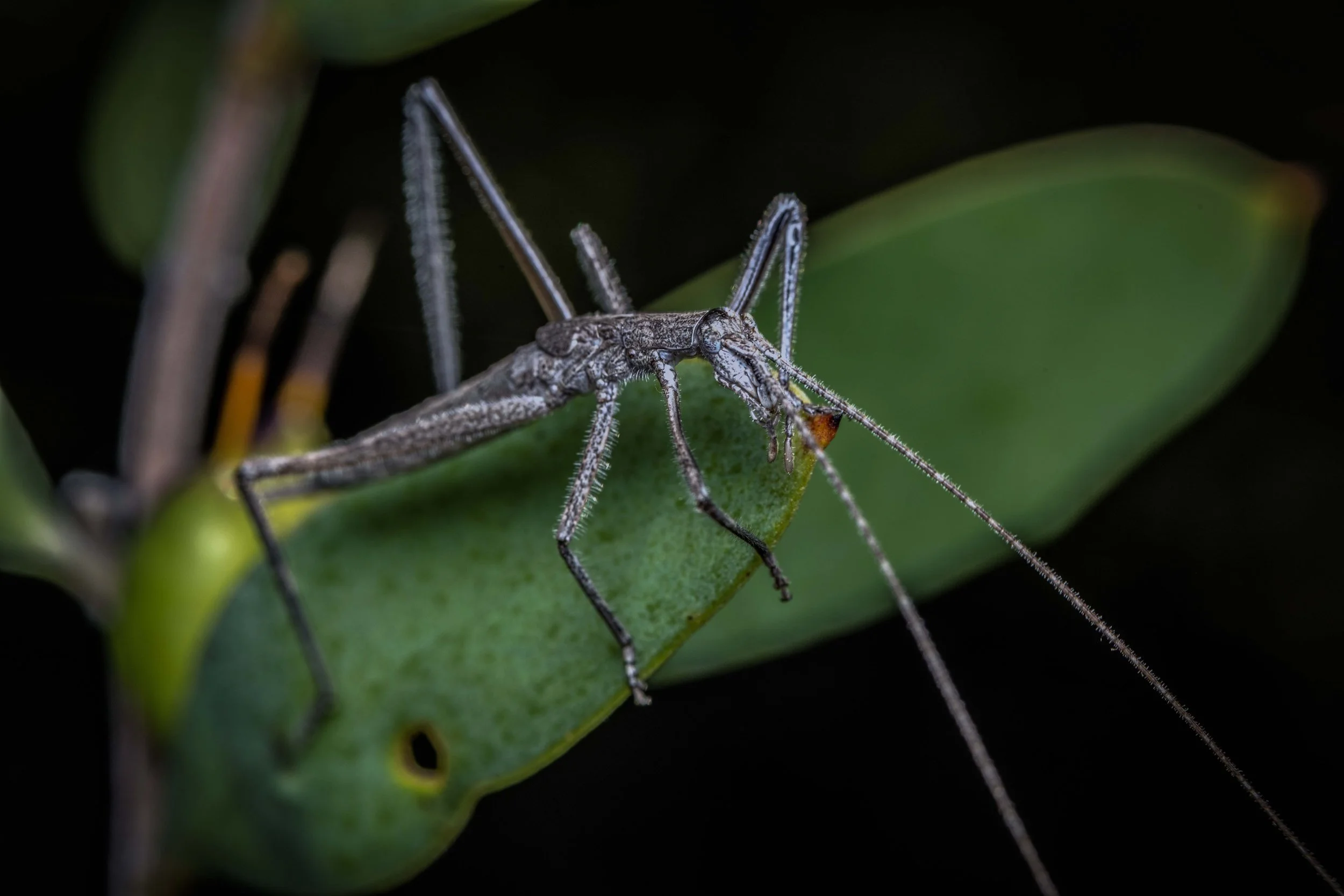 Australian Twig-mimicking Katydid (Zaprochilus australis)