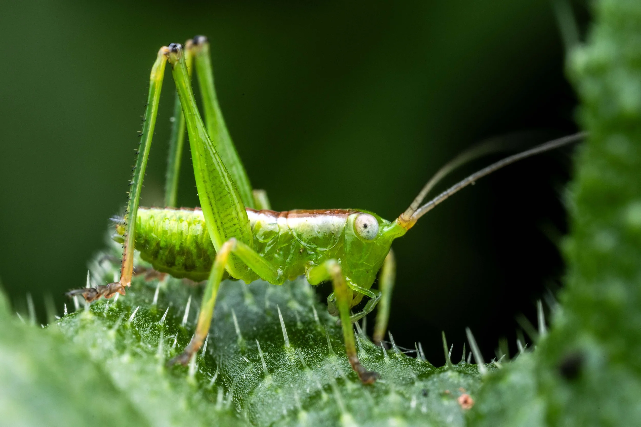 Meadow Katydid (Conocephalus)
