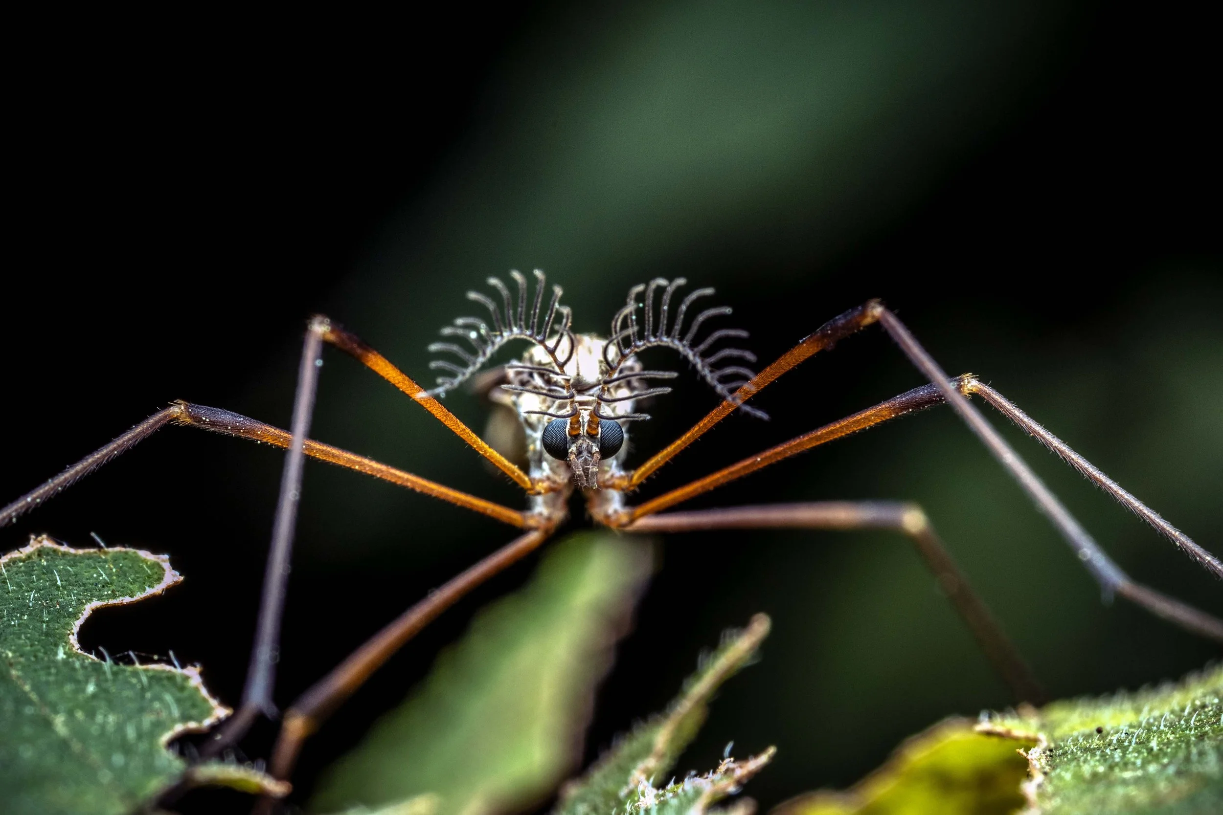 Crane Fly (Ptilogyna ramicornis) 