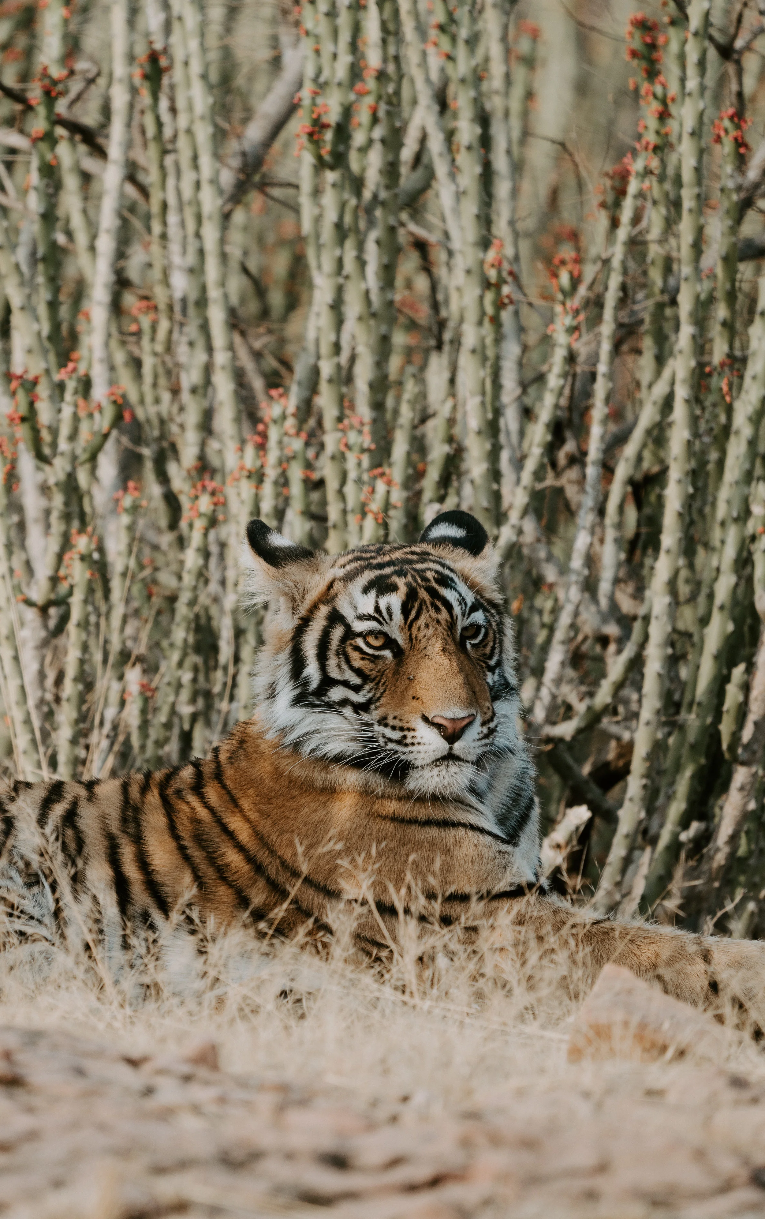 jungle mysticism chasing tigers on safari in india