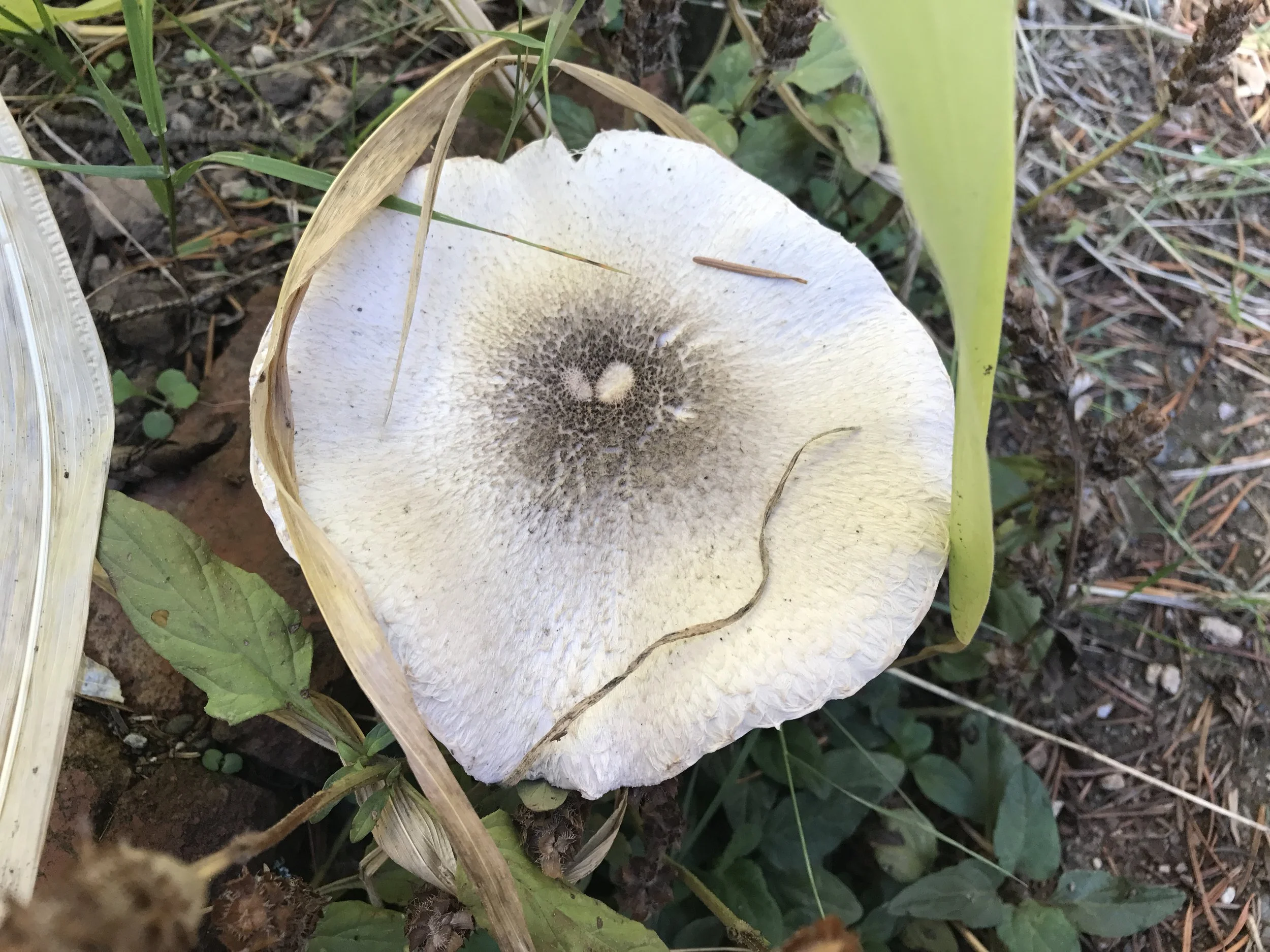 The local population is "mushrooming." Visit BLUE'S MUSH-ROOM for more great mushroom photos. Click here.