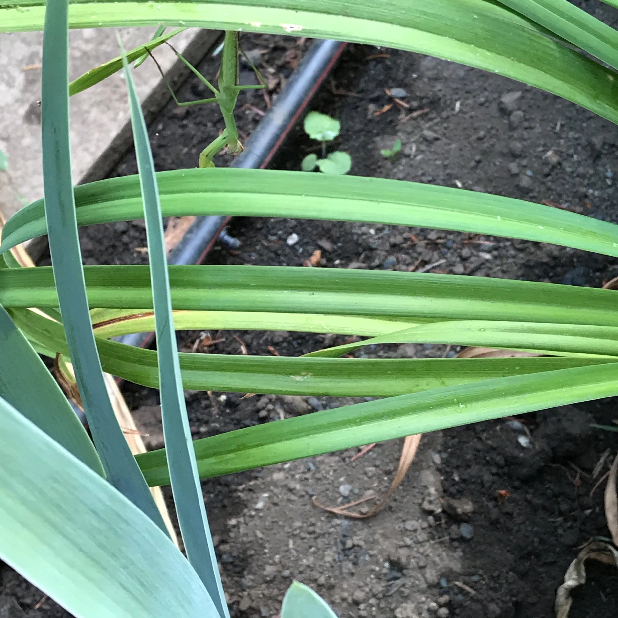 THE ULTIMATE DISGUISE.....