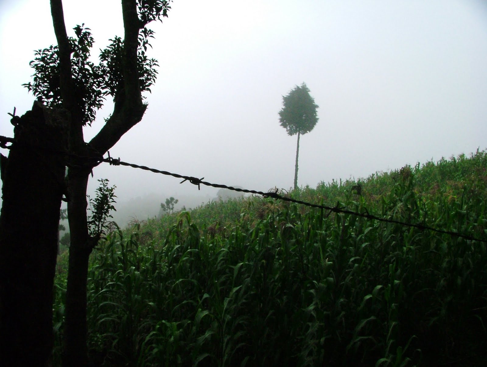 DSCF5350.jpg