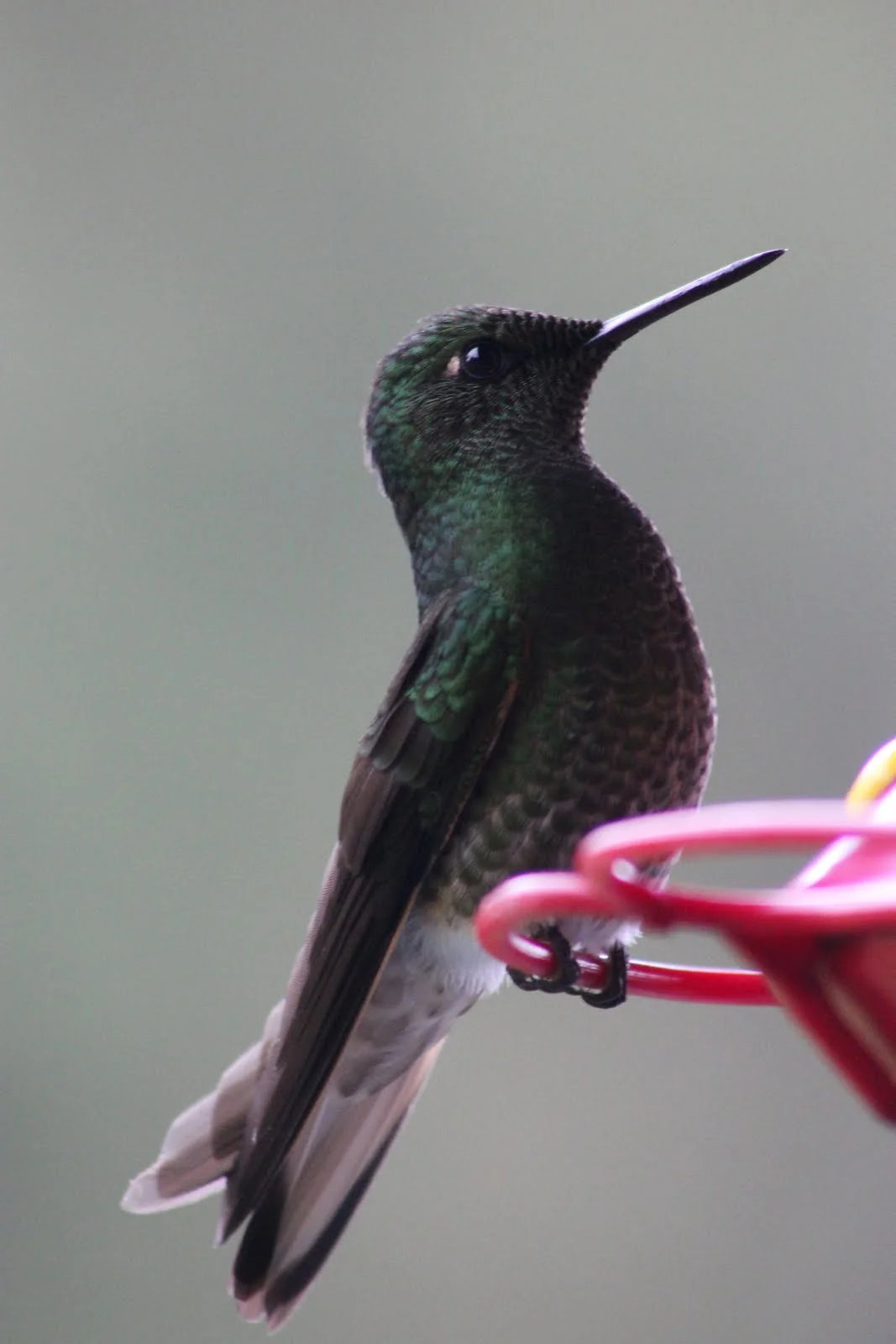 Kolibri