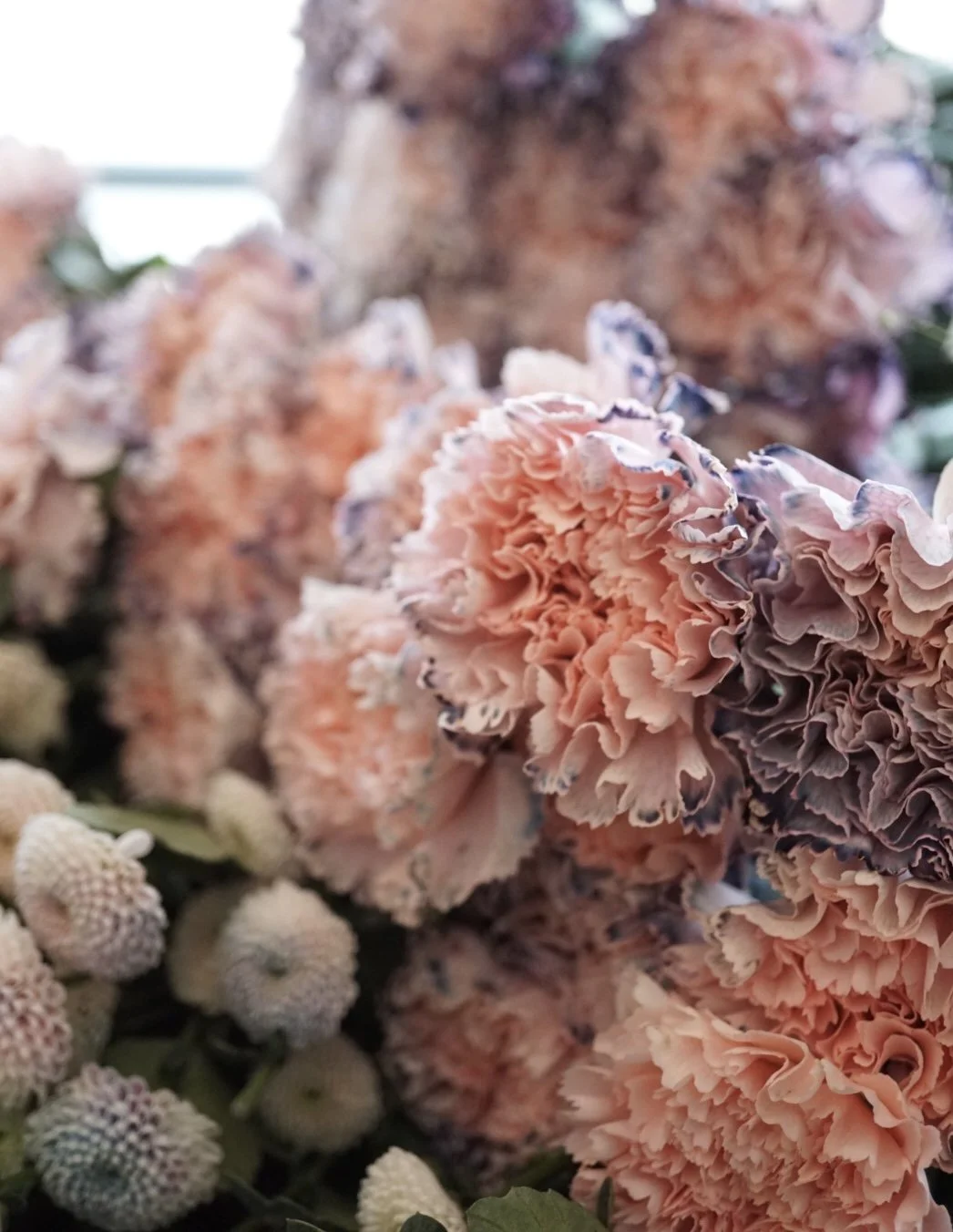 DSC04482 - Boom Blooms.jpeg