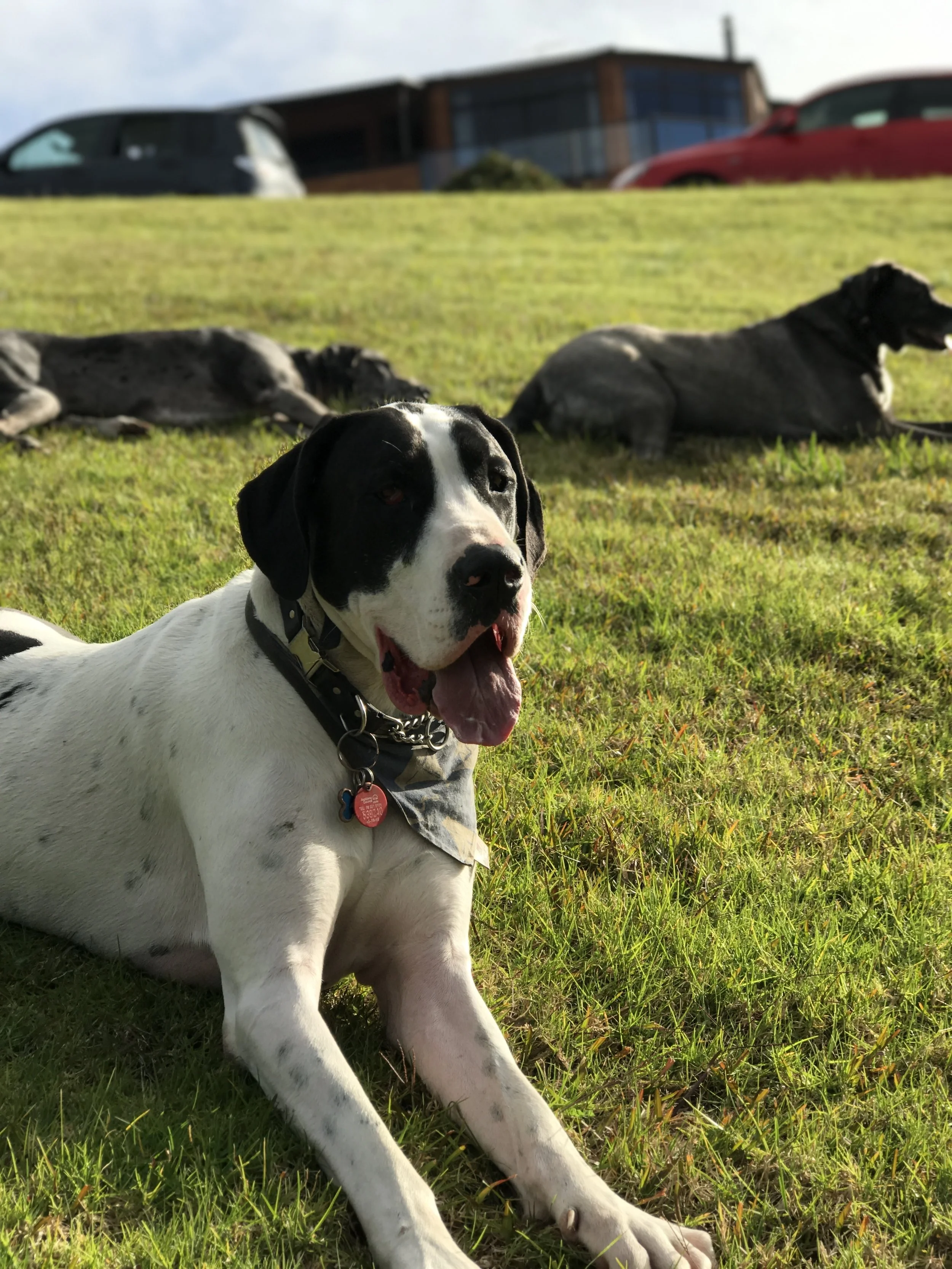 k9 councelor counselor councellor