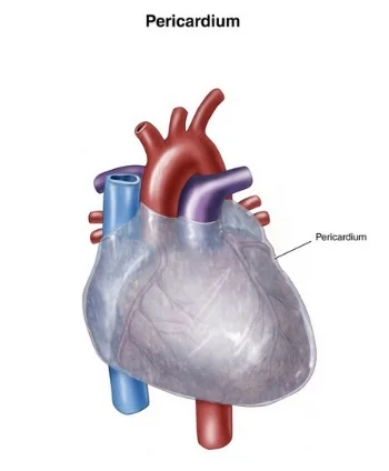 The pericardium is also knows as the 'heart protector' which indicates an emotional component. Physically it keeps the heart in place within the chest cavity. It is made of strong connective tissue (fascia) which has a nerve supply so it can be positively impacted in a Craniosacral treatment. Fascia exists throughout the body and like a spiders web or yarn in a sweater it keeps everything in the body in place and has a vital role in good health.