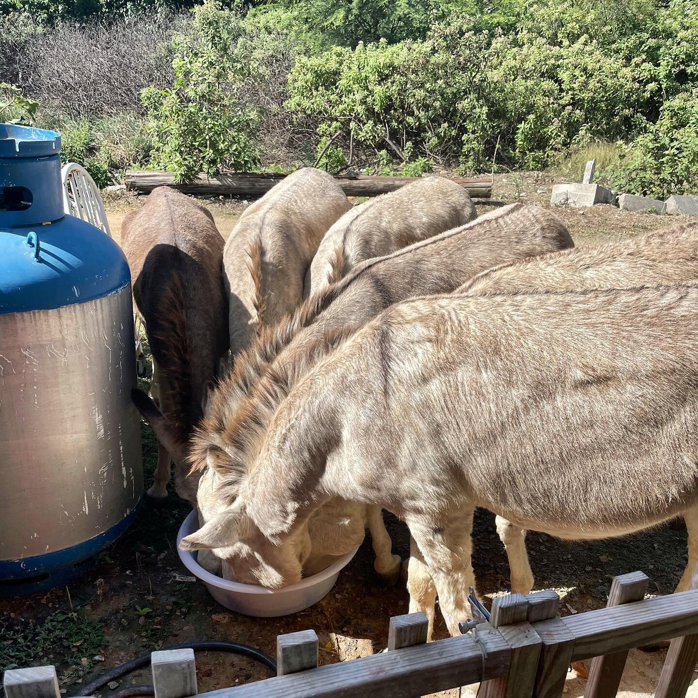 The gangs all here! 
.
.
.
.
.
#potterystudio #afternoondrinks #donkeys #stjohnusvi #newpottersintown #coralbay