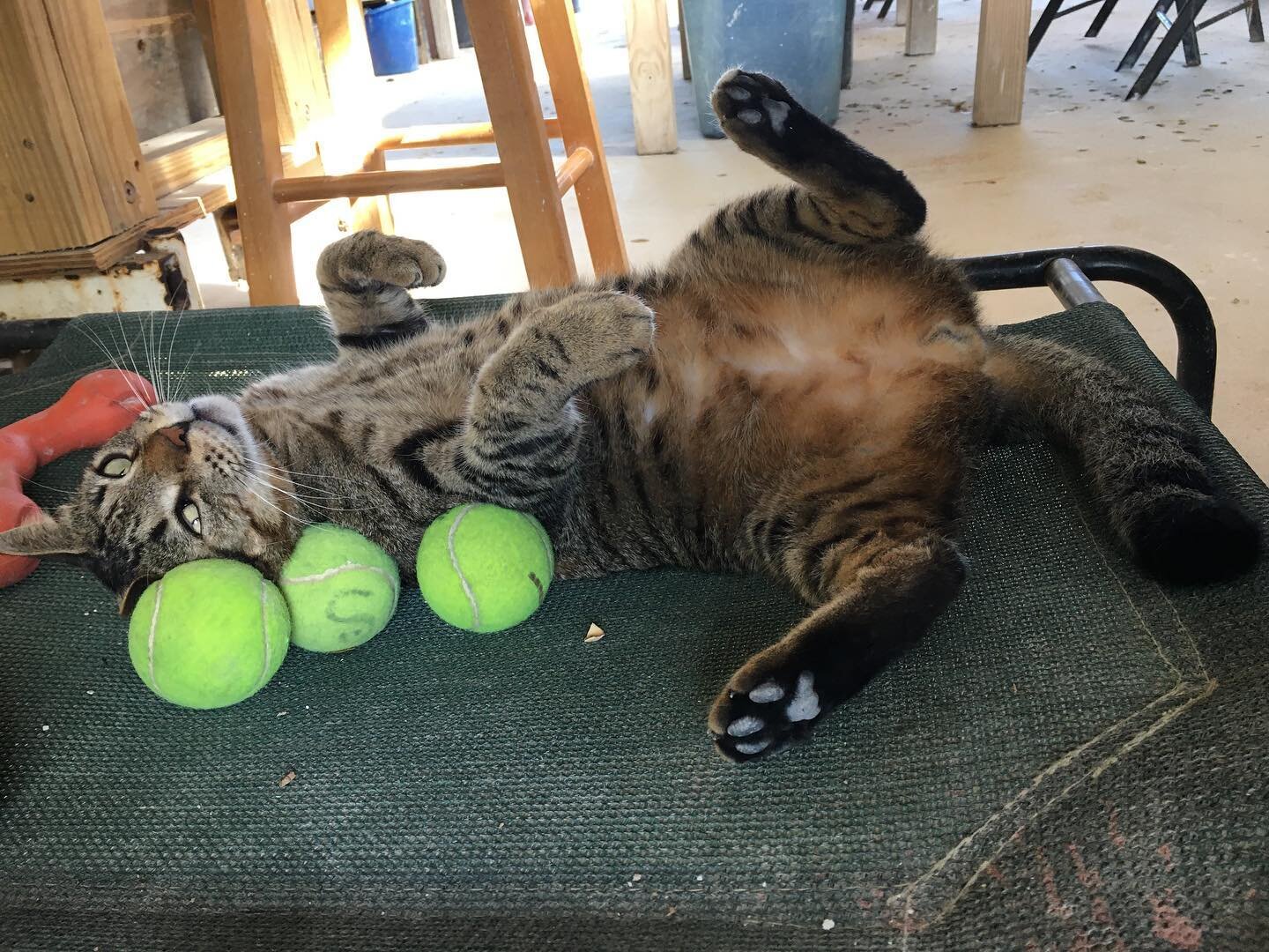 This is our sweet studio cat Tommy,  we think he may be having an identity crisis, either that or in his past life he was a dog. 
.
.
.
.
.
#mondaymorningmusings #studiocat #studiolife #potteryinparadise #stjohnvipottery #tommythestudiocat #howcanweg