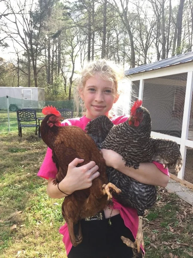 chickens.jpg