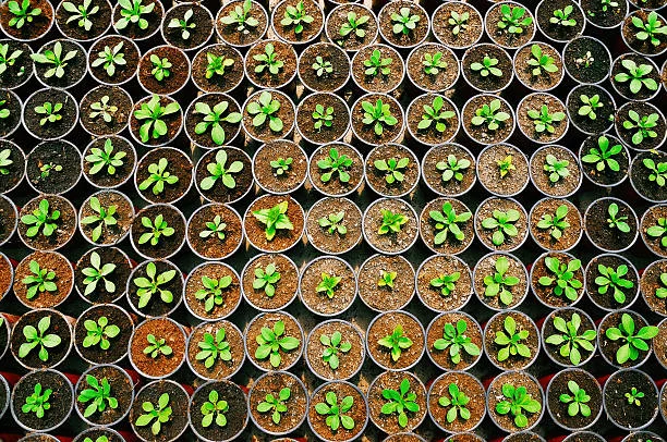 MARTIN’S GARDEN ANNUAL PLANT SALE 
