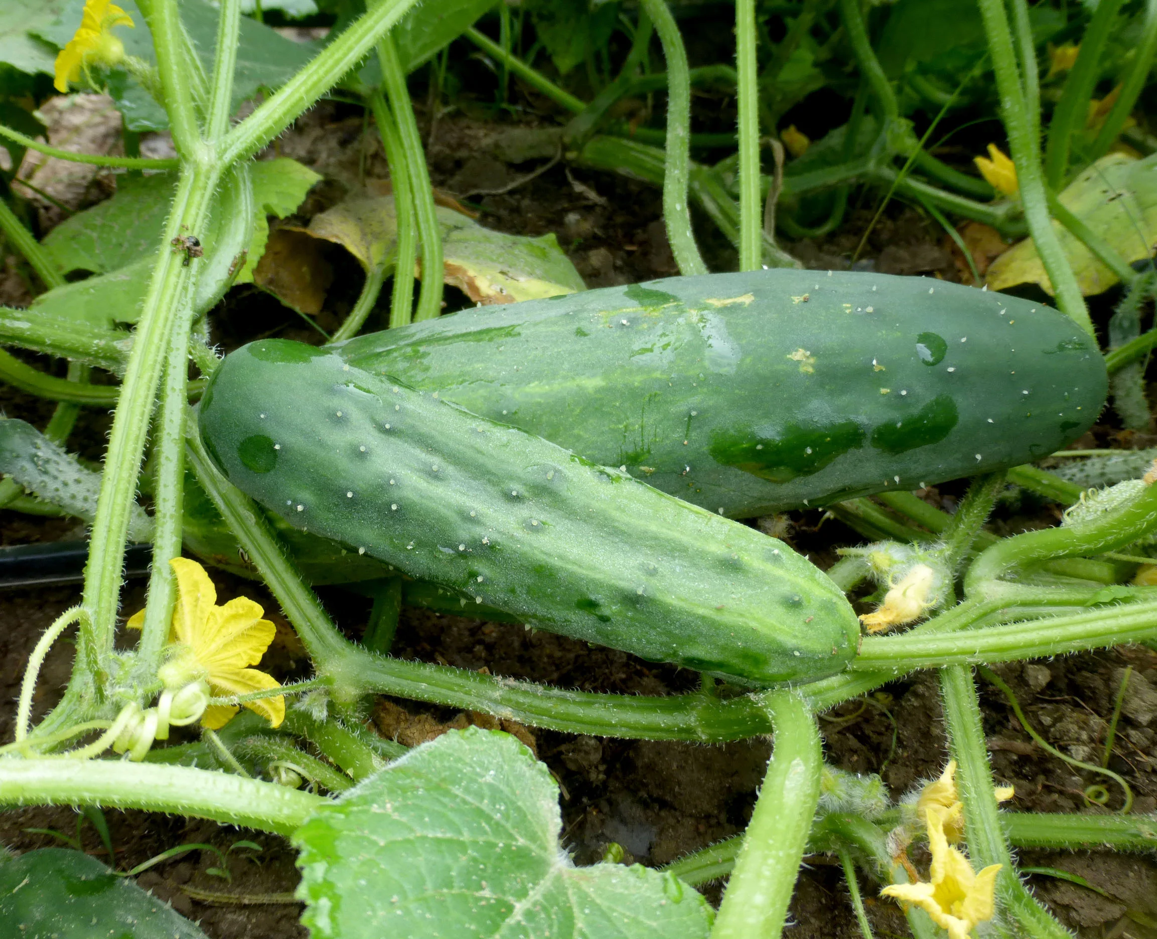 Marketmore Cucumber.jpg