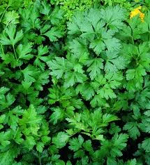 Flat Leaf Parsley.jpg