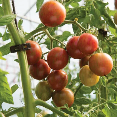 Purple Bumble Bee.jpg