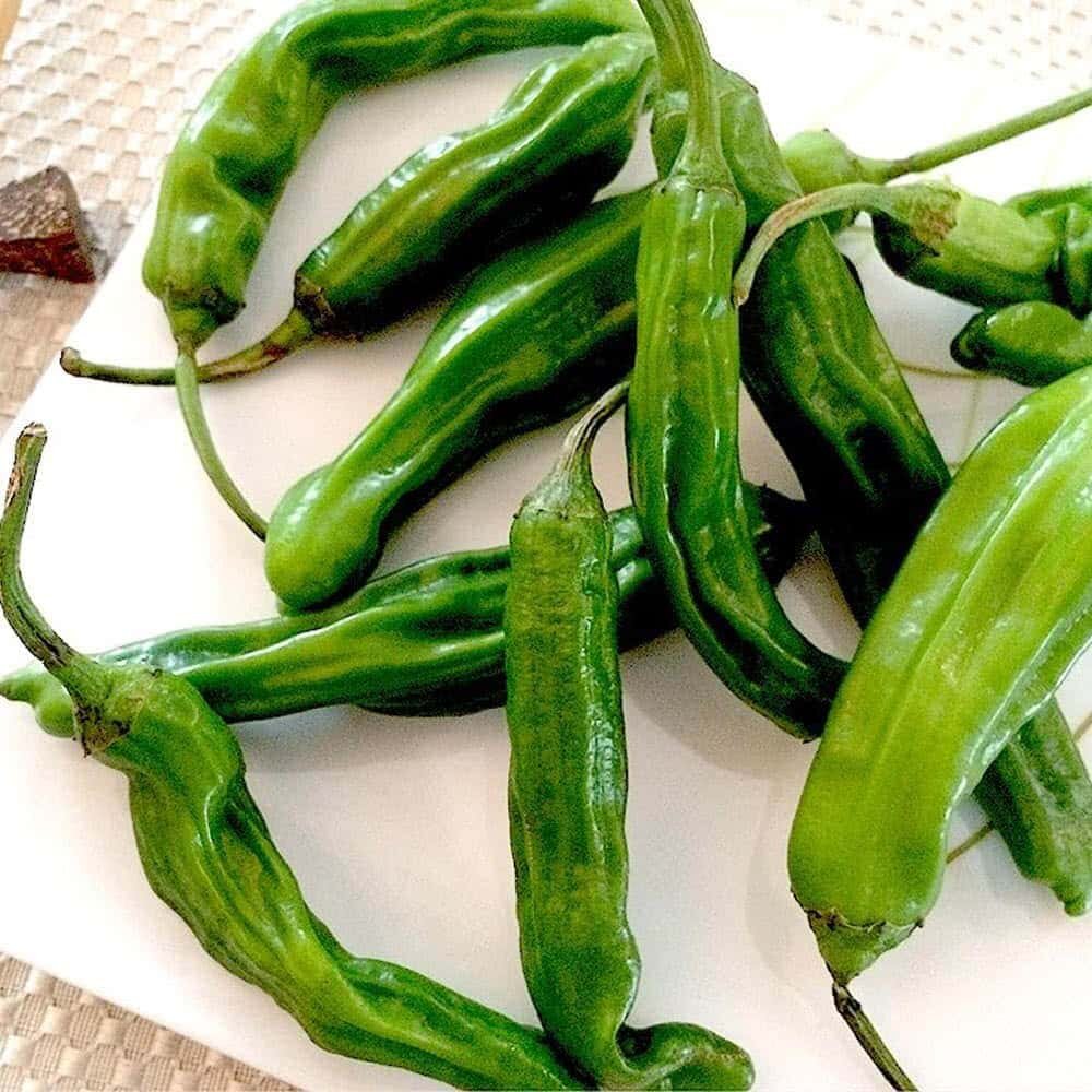 Shishito Pepper.jpg