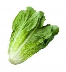 Large Romaine Head.jpg