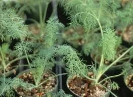 Greensleeves Dill Plant.jpg
