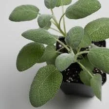 sage plant.jpg