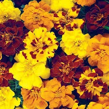 Marigold.jpg