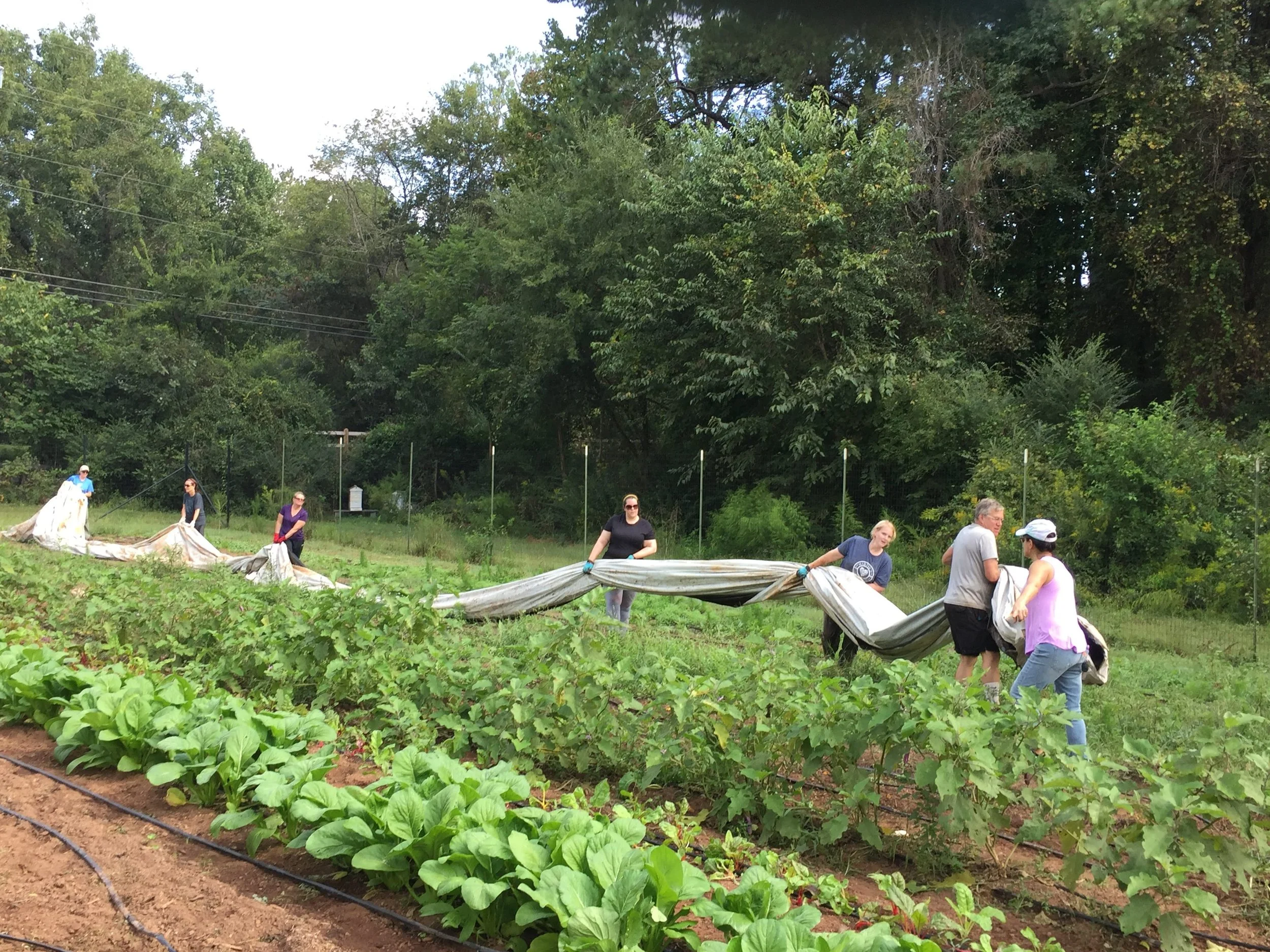 Special Volunteer Project Day