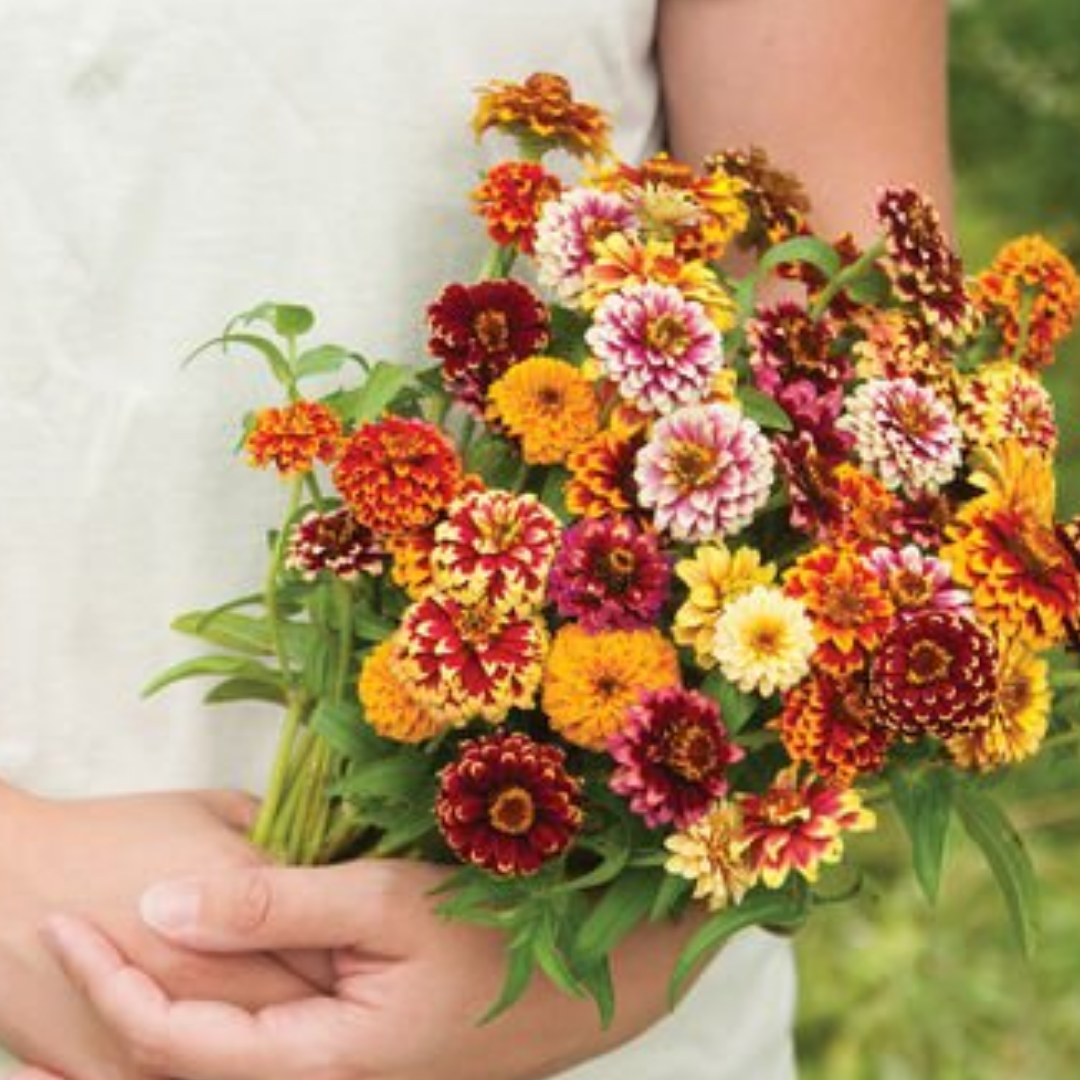 Zinnia Jazzy Mix.png