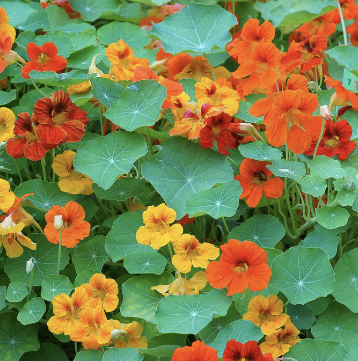 Screenshot 2026-03-18 at 6.39.48 PM.png