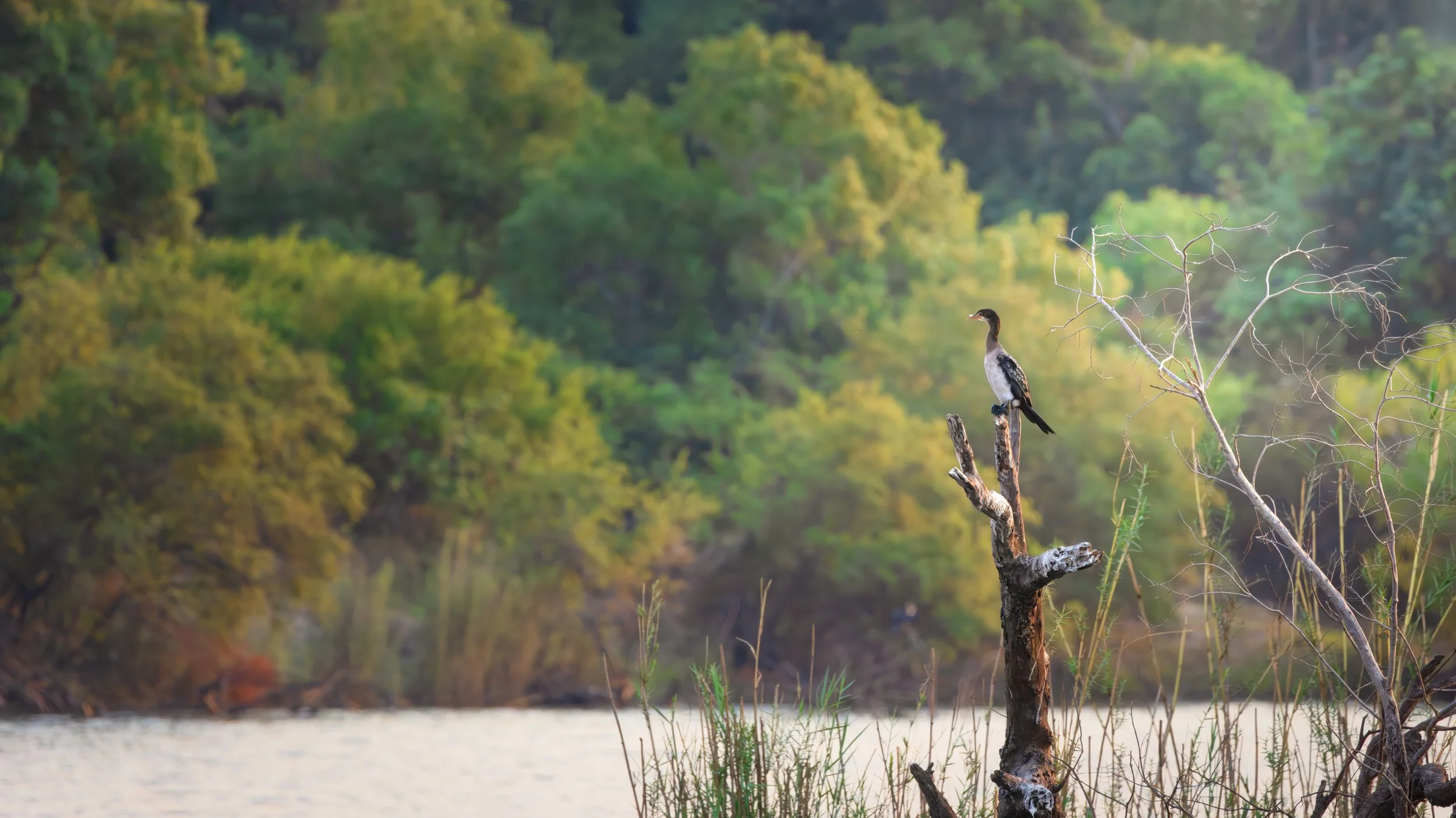 A bird perched on a dead tree branch by a river, with a lush green forest in the background.