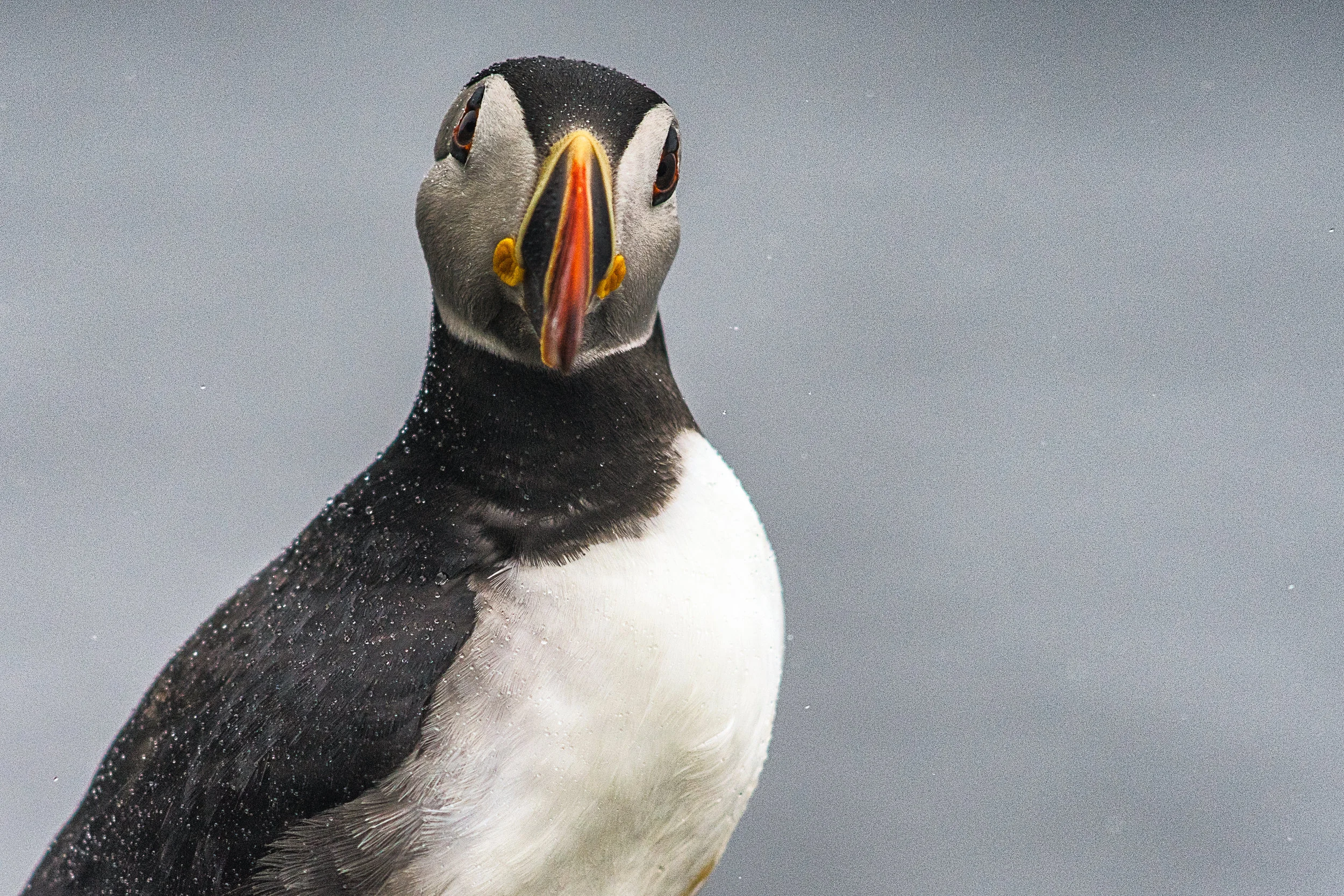 Puffin on the Skellig Islands