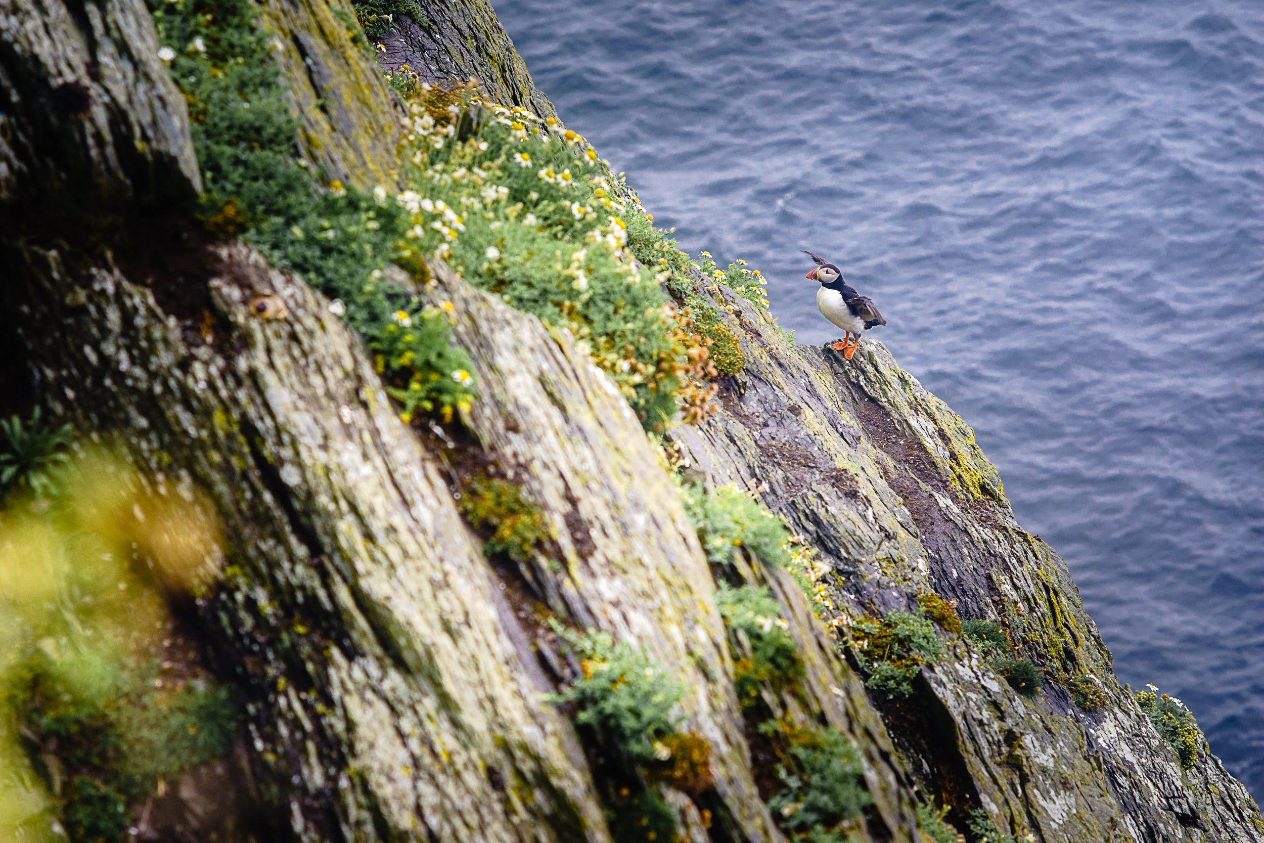 Puffin in flight