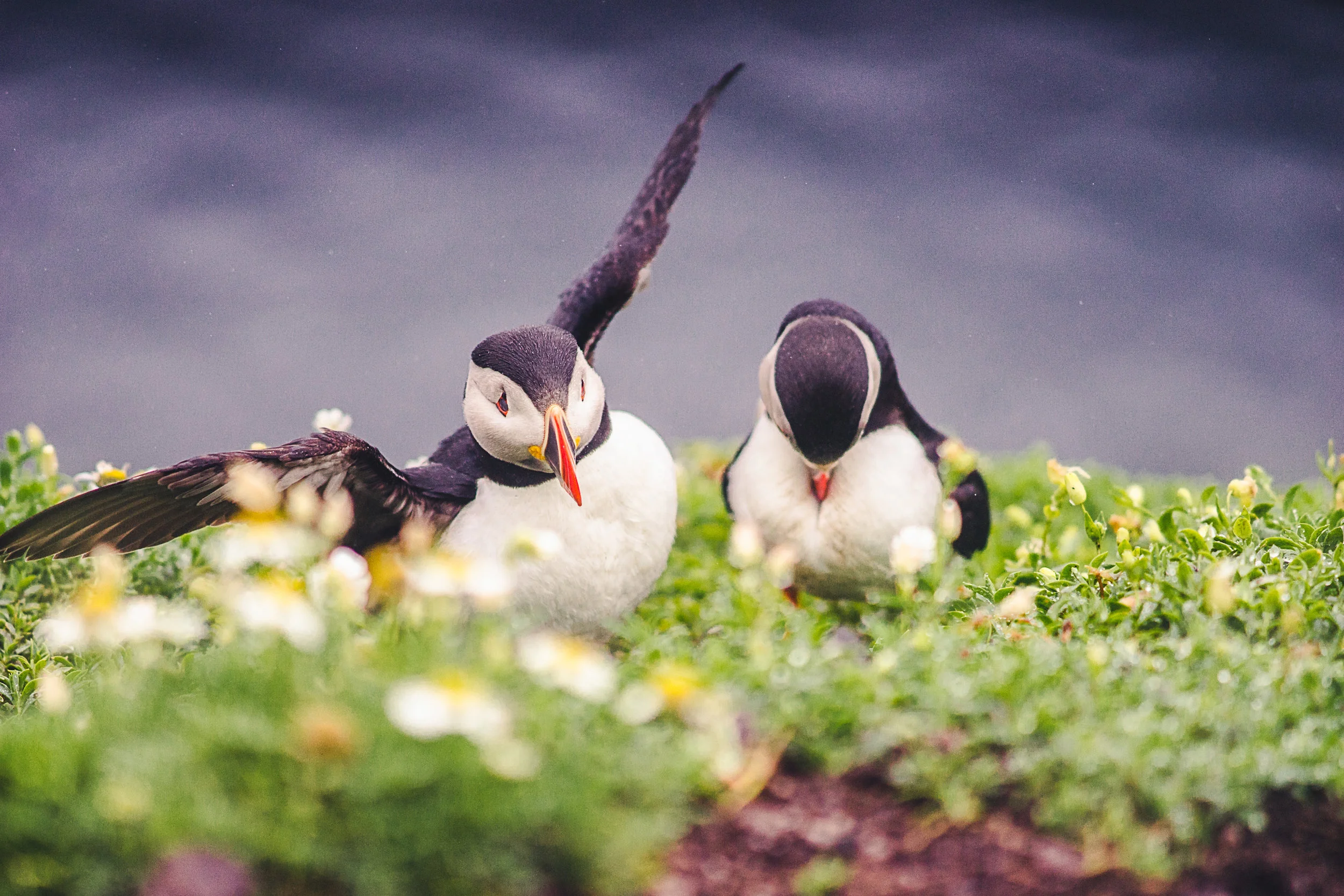 Puffin portrait