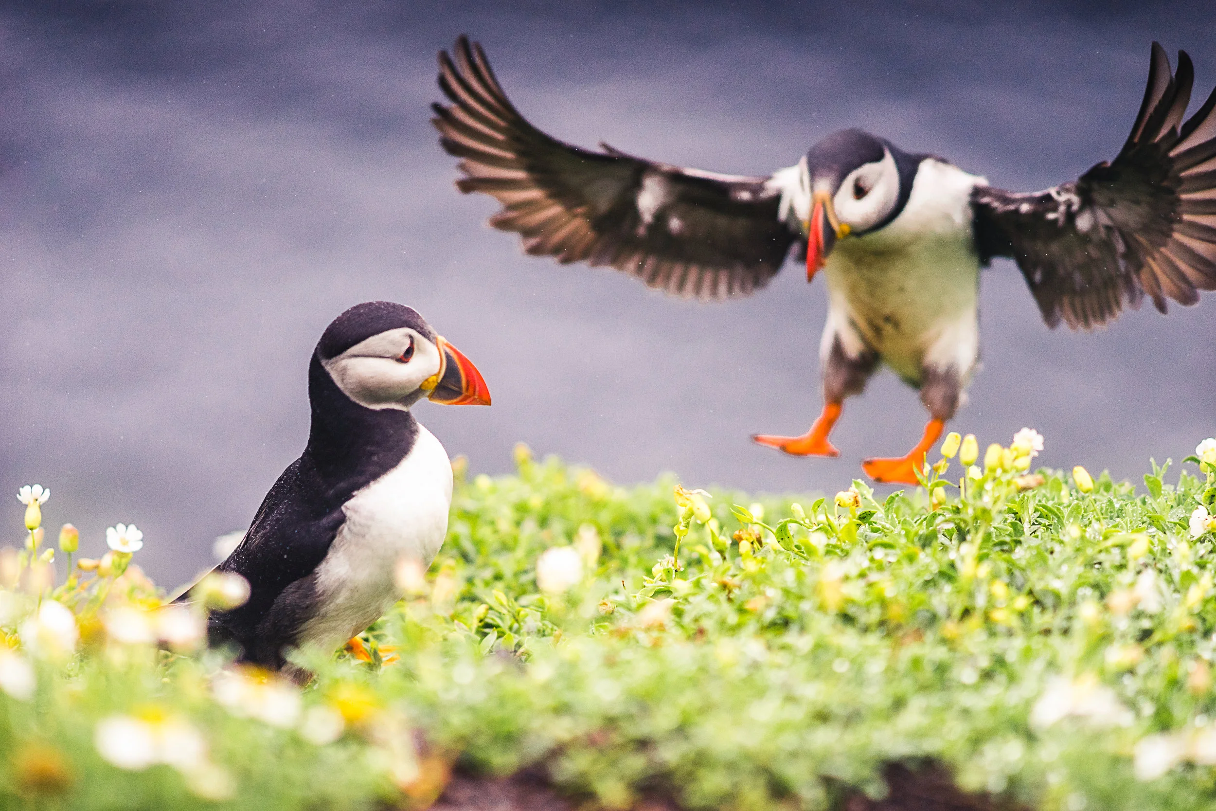 Puffin nesting