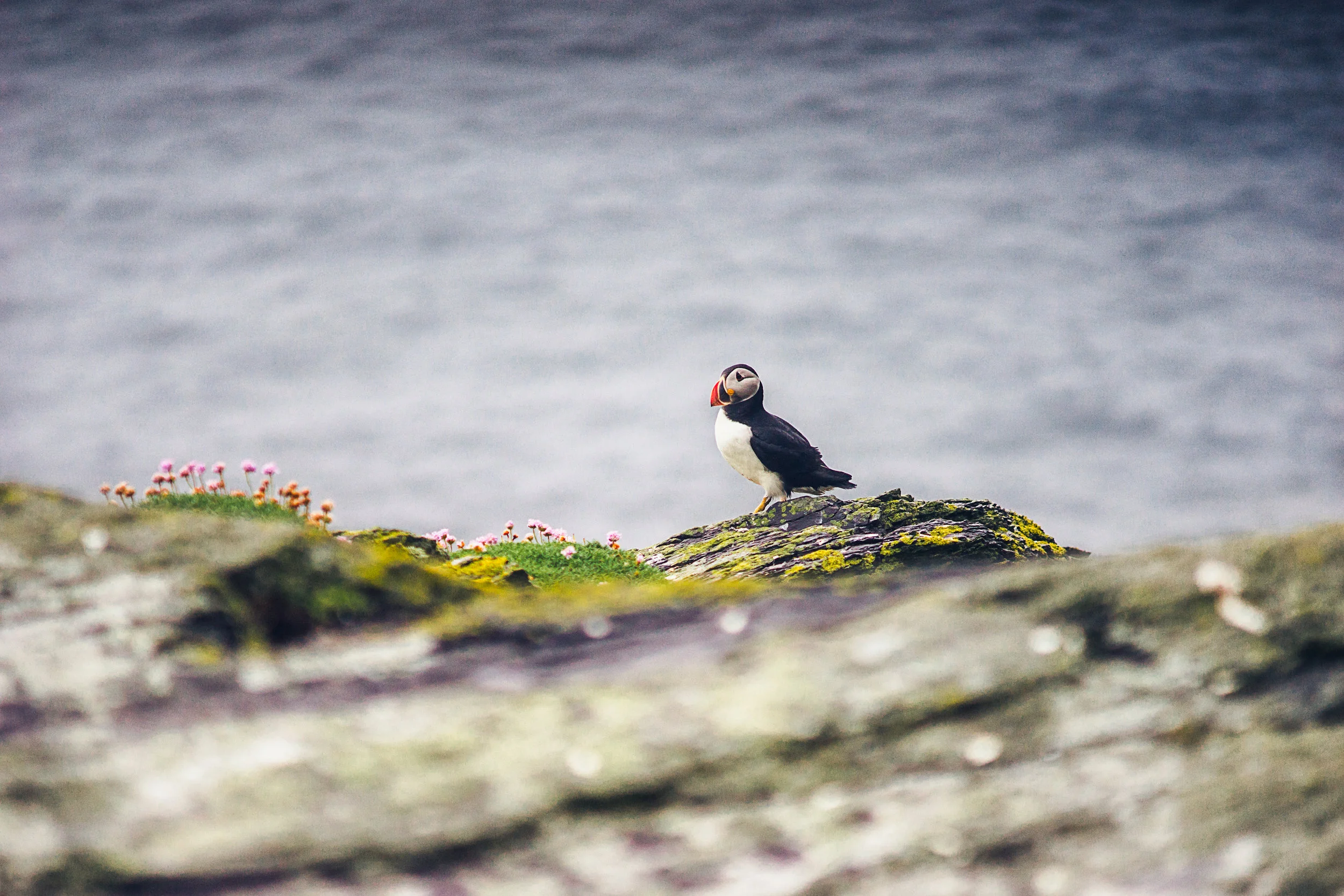 Puffin with fish