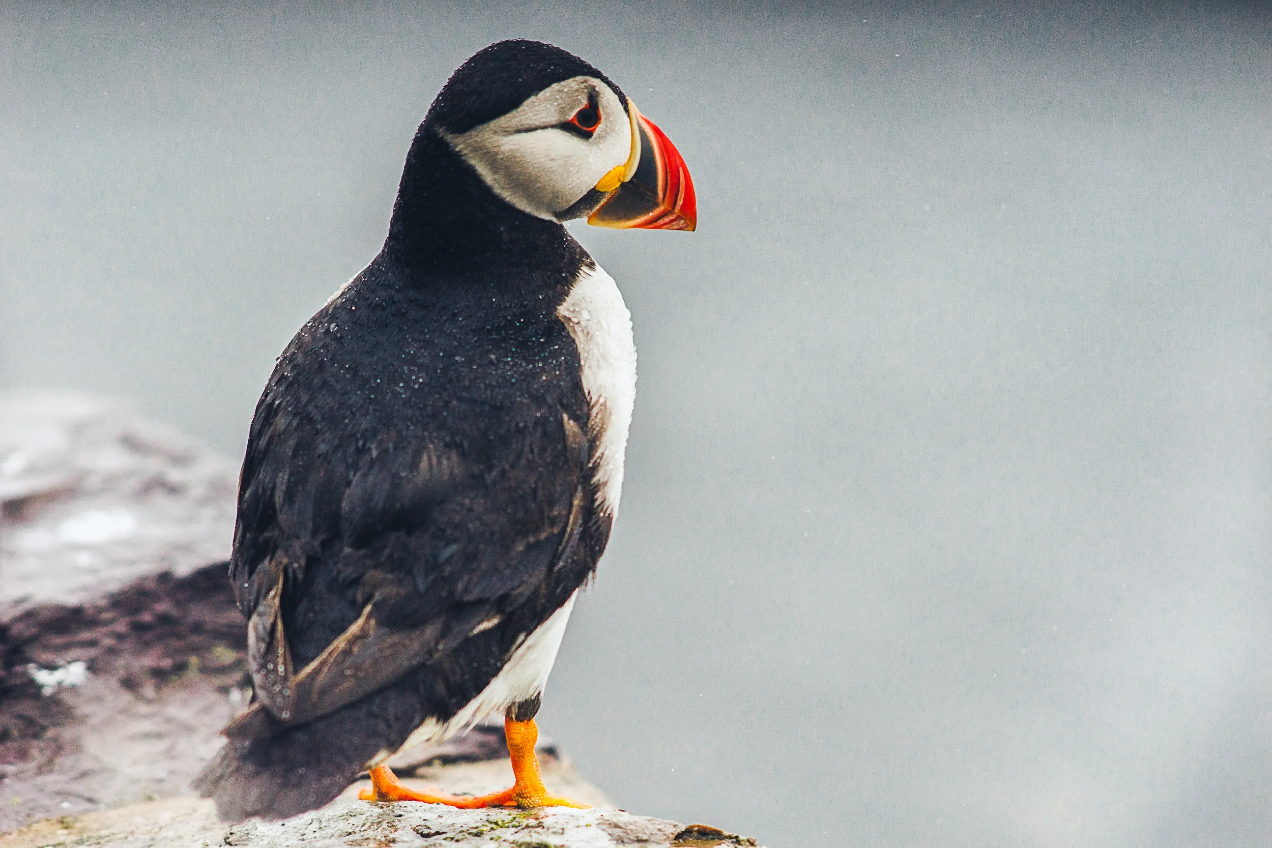 Puffin flying