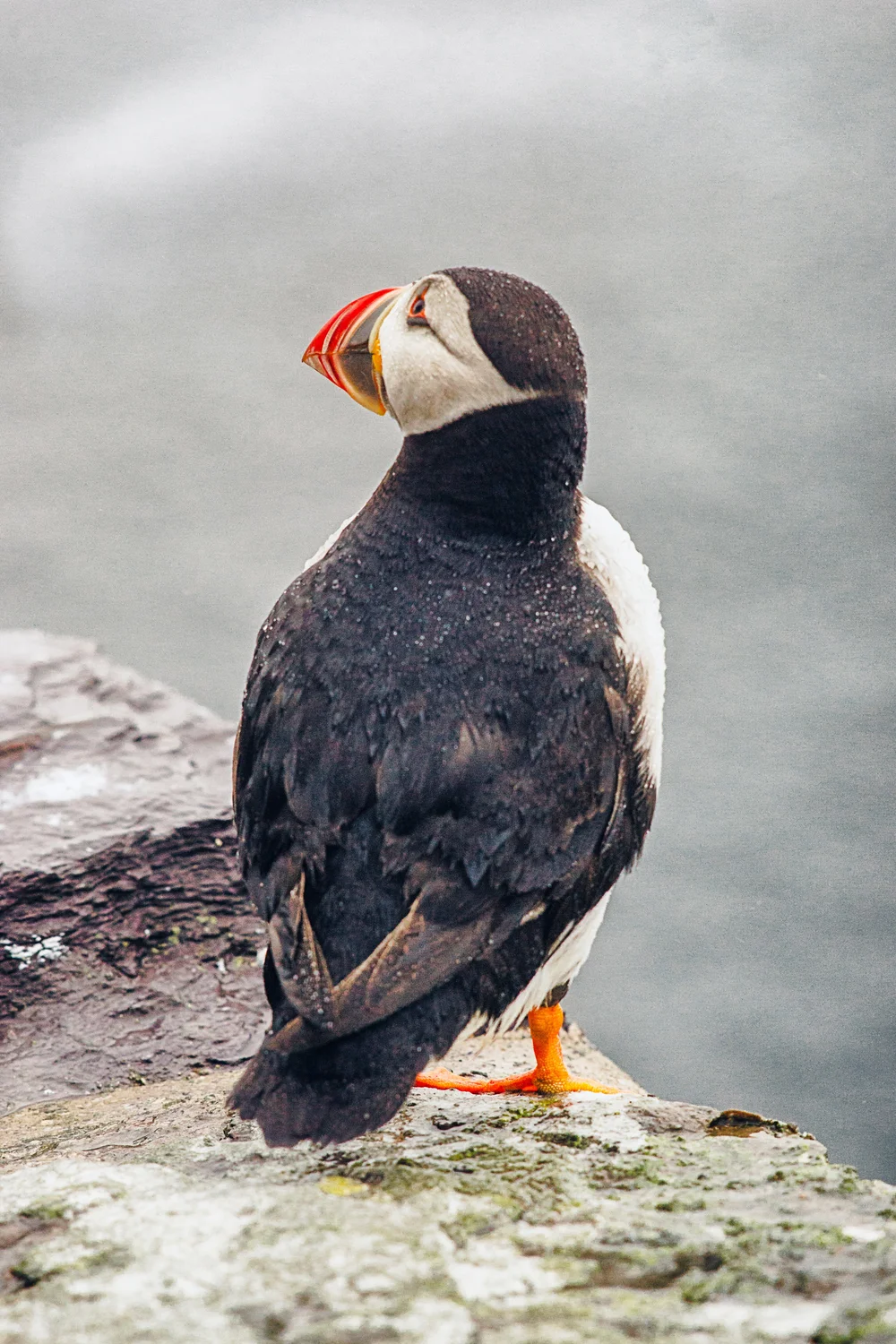 Puffin close-up