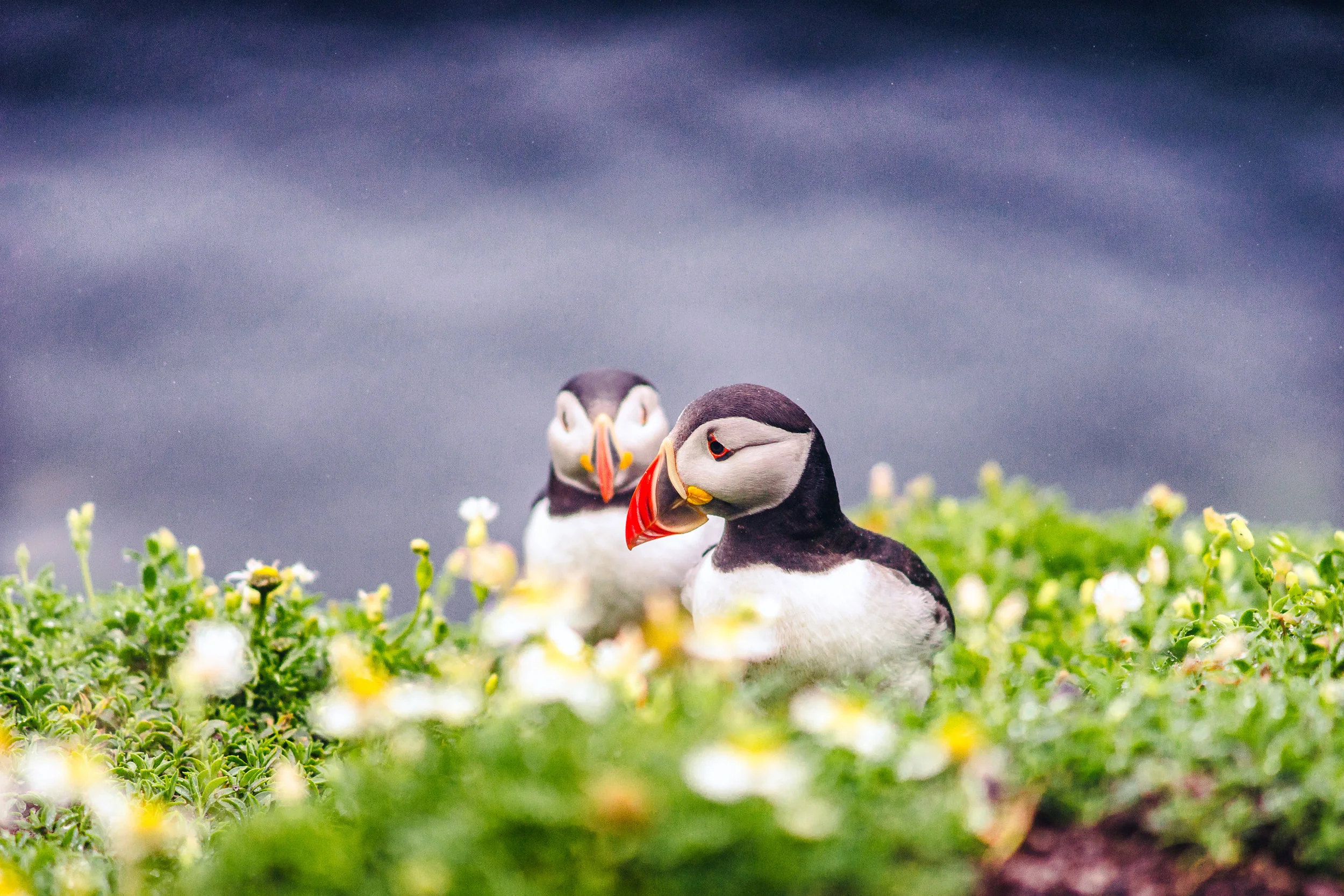 Puffin on the cliff