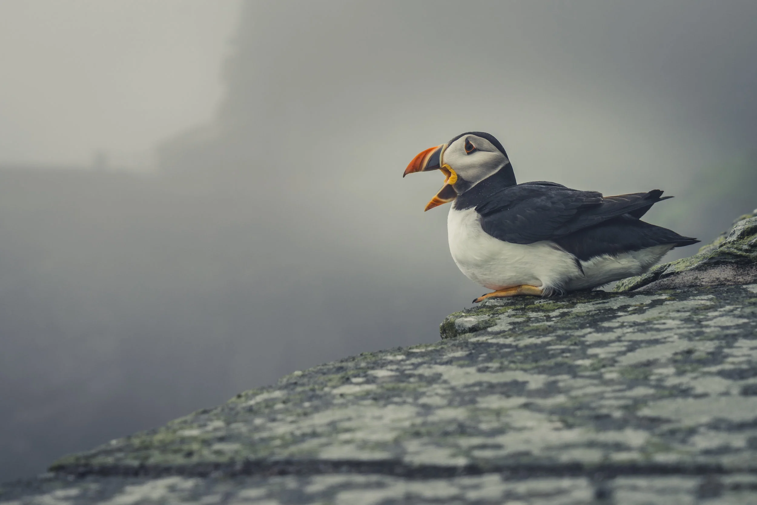 Skellig Islands landscape