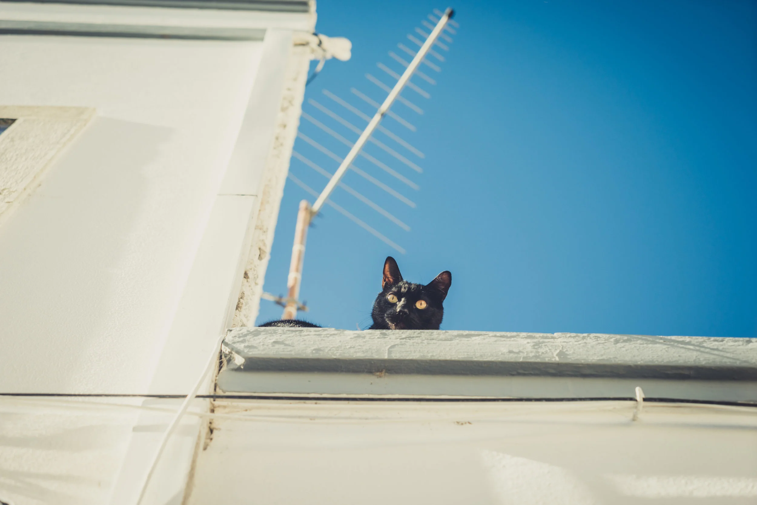 Stalking cat on the roof. Cat in Faro. Cat in The Algarve.jpg