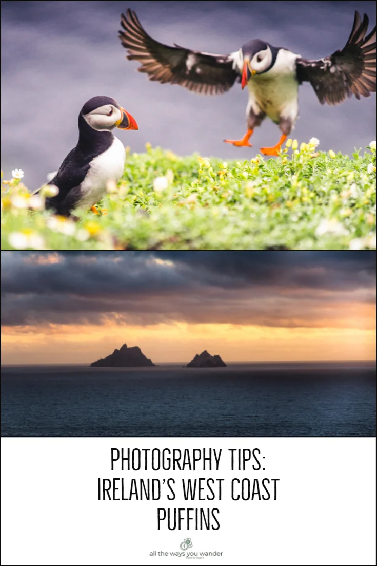 Photographing Puffins on Skellig Michael.jpg