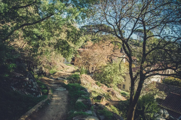 Walking through the forest