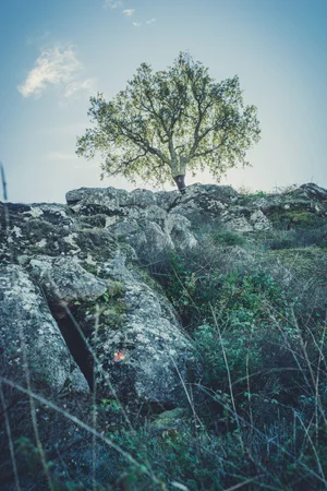 Looking up at the tree