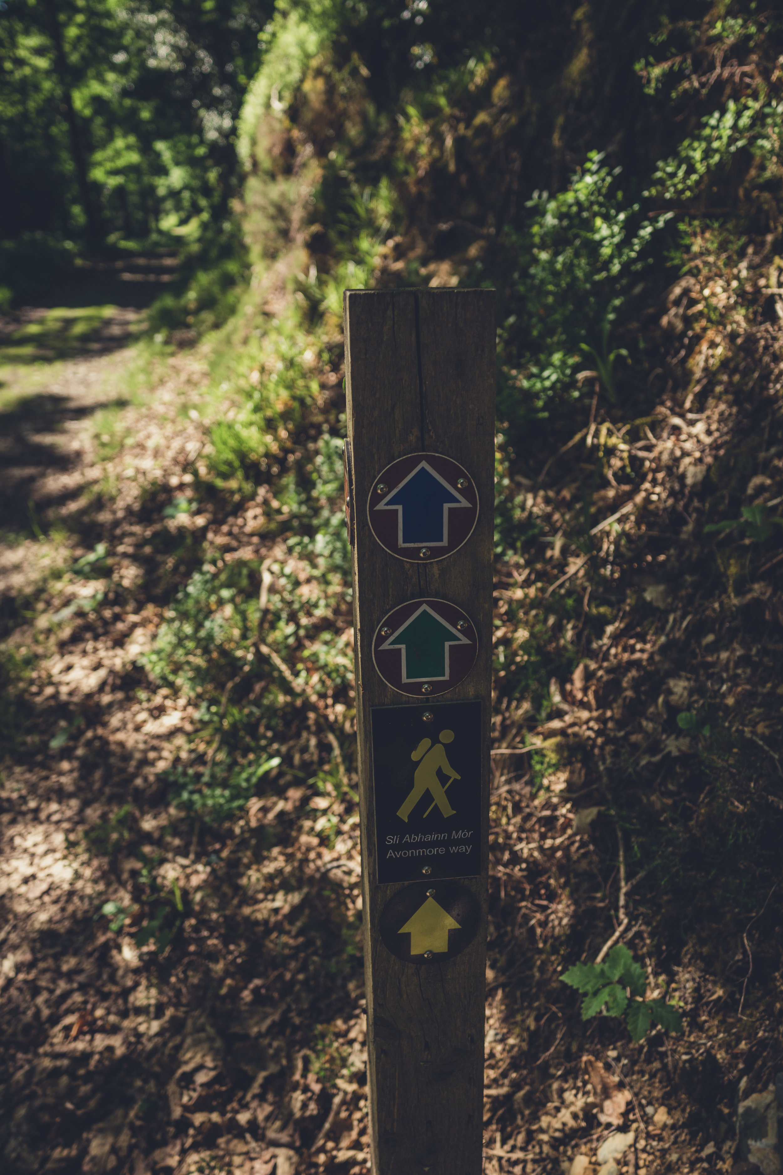 Vale of Clara. Walking in Wicklow. The garden of Ireland. Wicklow. Clara Vale. Ferns. Ireland. trees. photography. sunlight. trail markers. green. blue..jpg