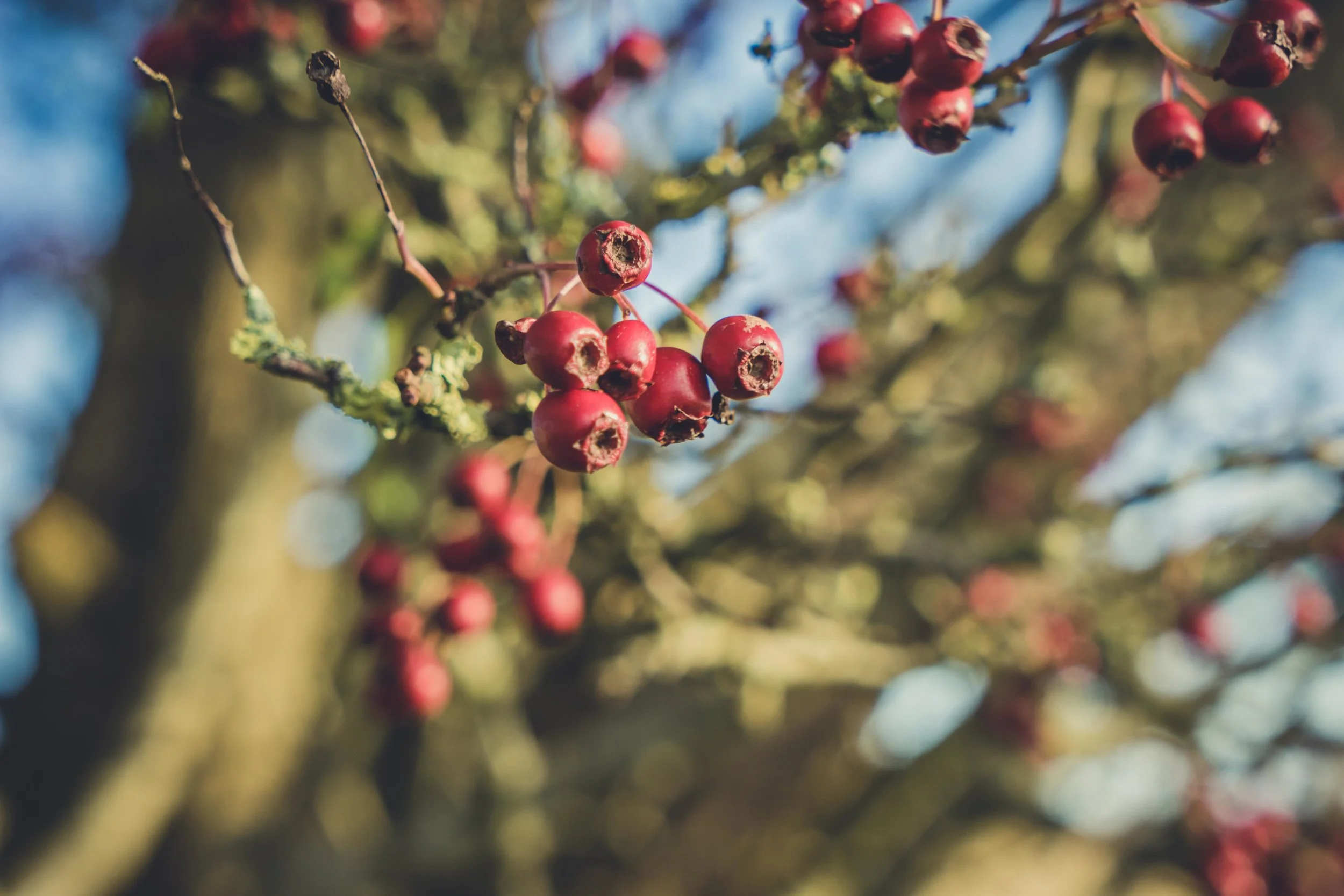 Hill of tara. ireland. history. irish. golden light. travel. blog. autumn. colour. celtic. gaelic. red berries.jpg