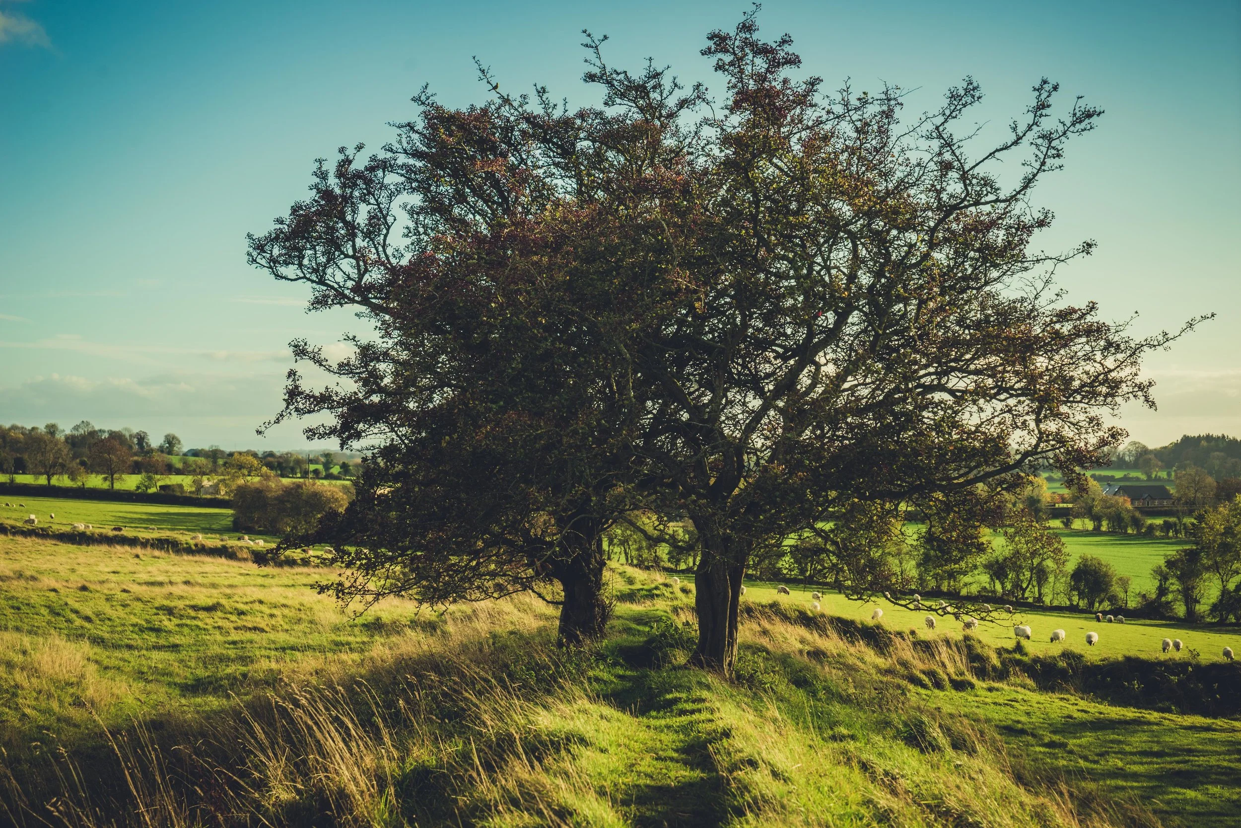 Hill of tara. ireland. history. irish. golden light. travel. blog. autumn. colour. celtic. gaelic. trees on the hill.jpg