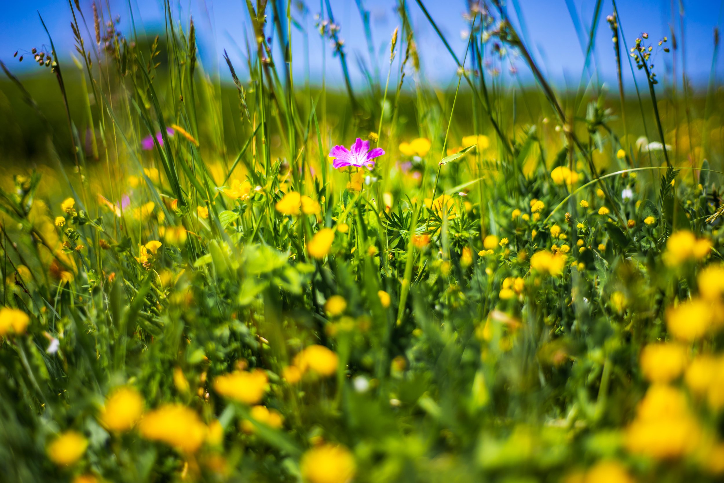 The best time to see wildflowers bloom in the Burren, Ireland — all the