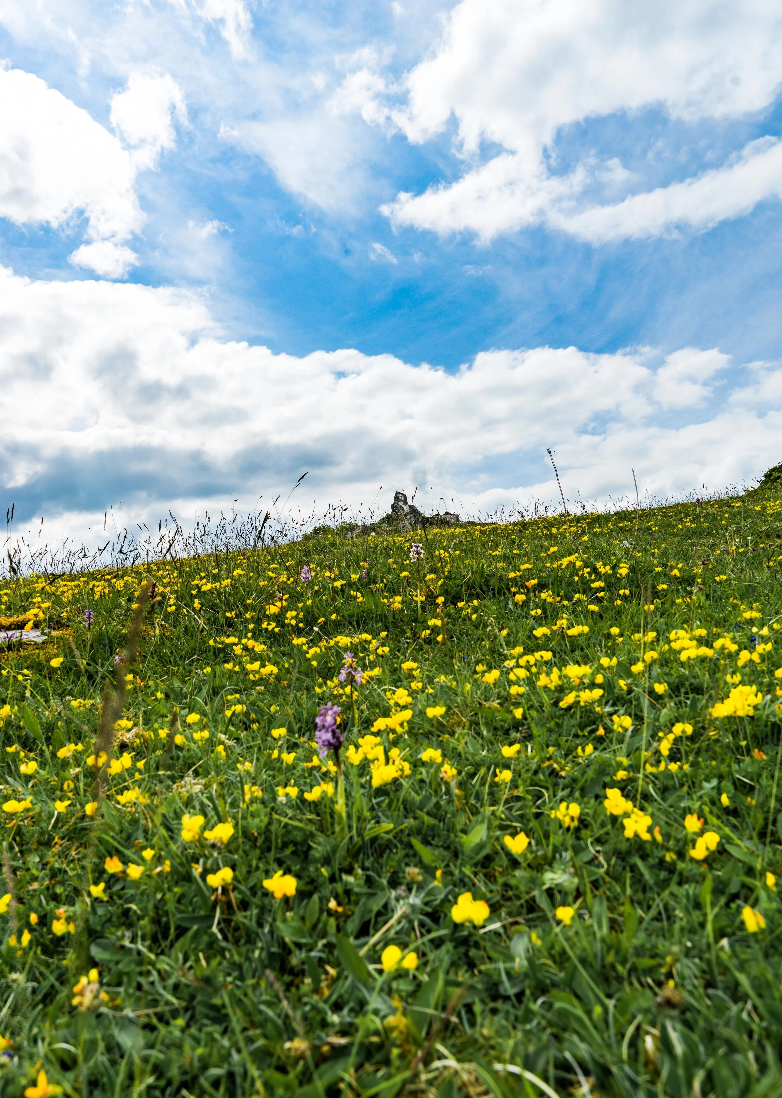 The best time to see wildflowers bloom in the Burren, Ireland — all the